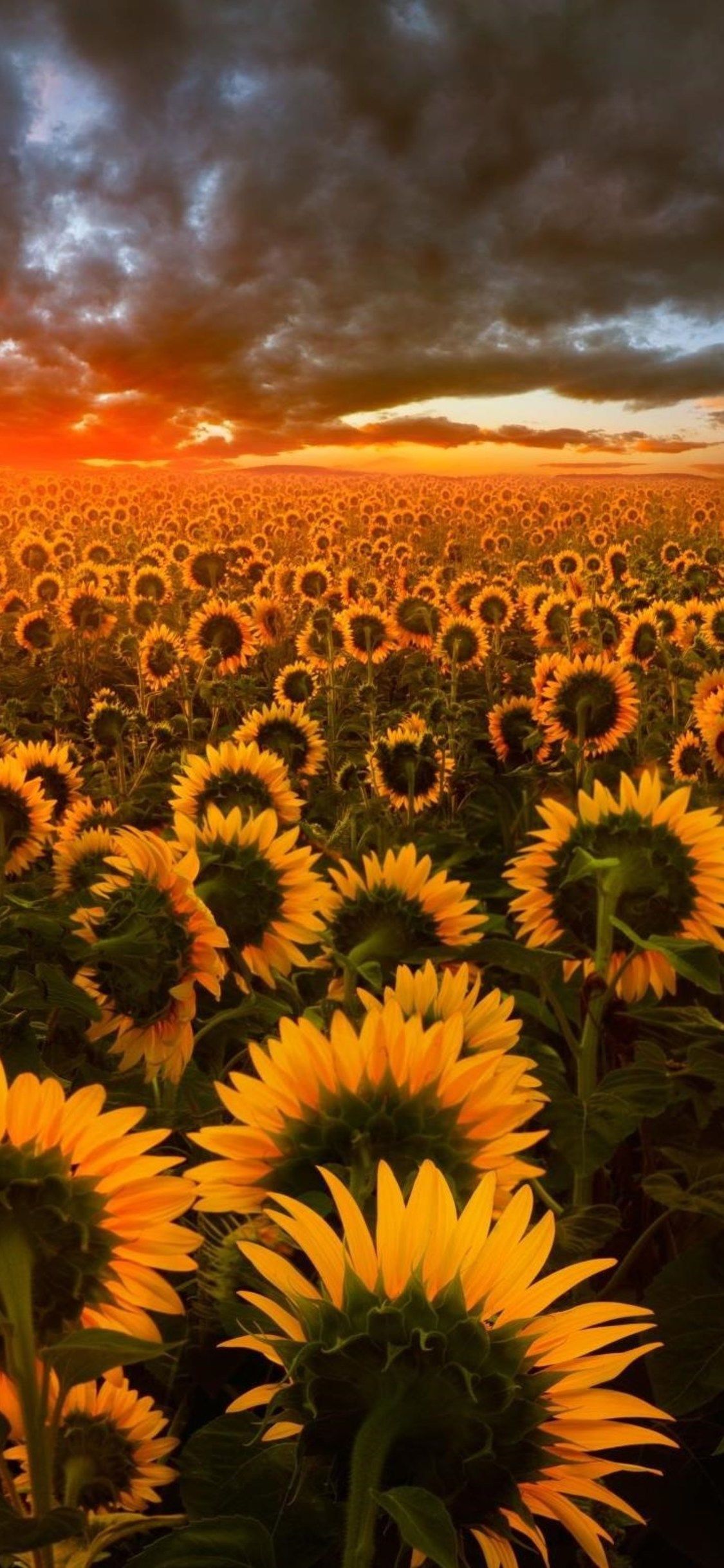 Campo di girasoli al tramonto, 1125x2436 Verticale, Mobile