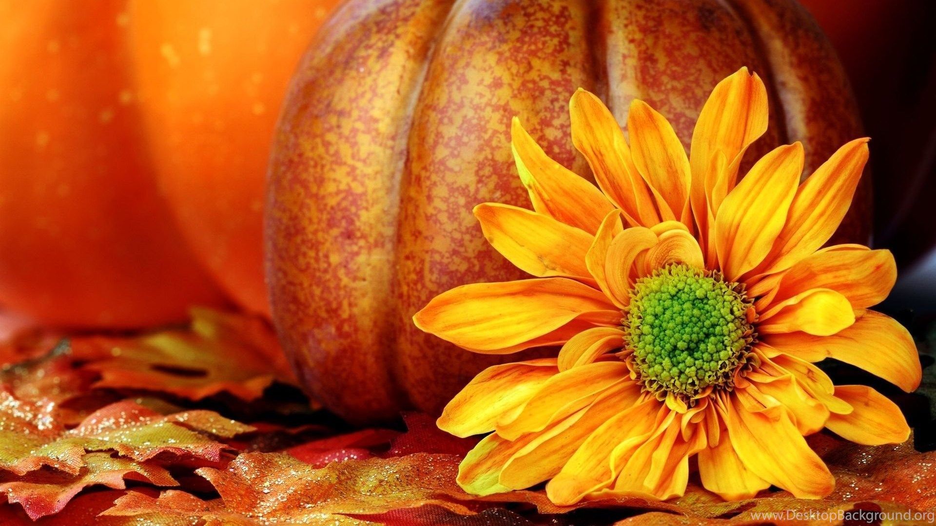Girasole e zucca autunnale, 1920x1080 1080p, PC Desktop