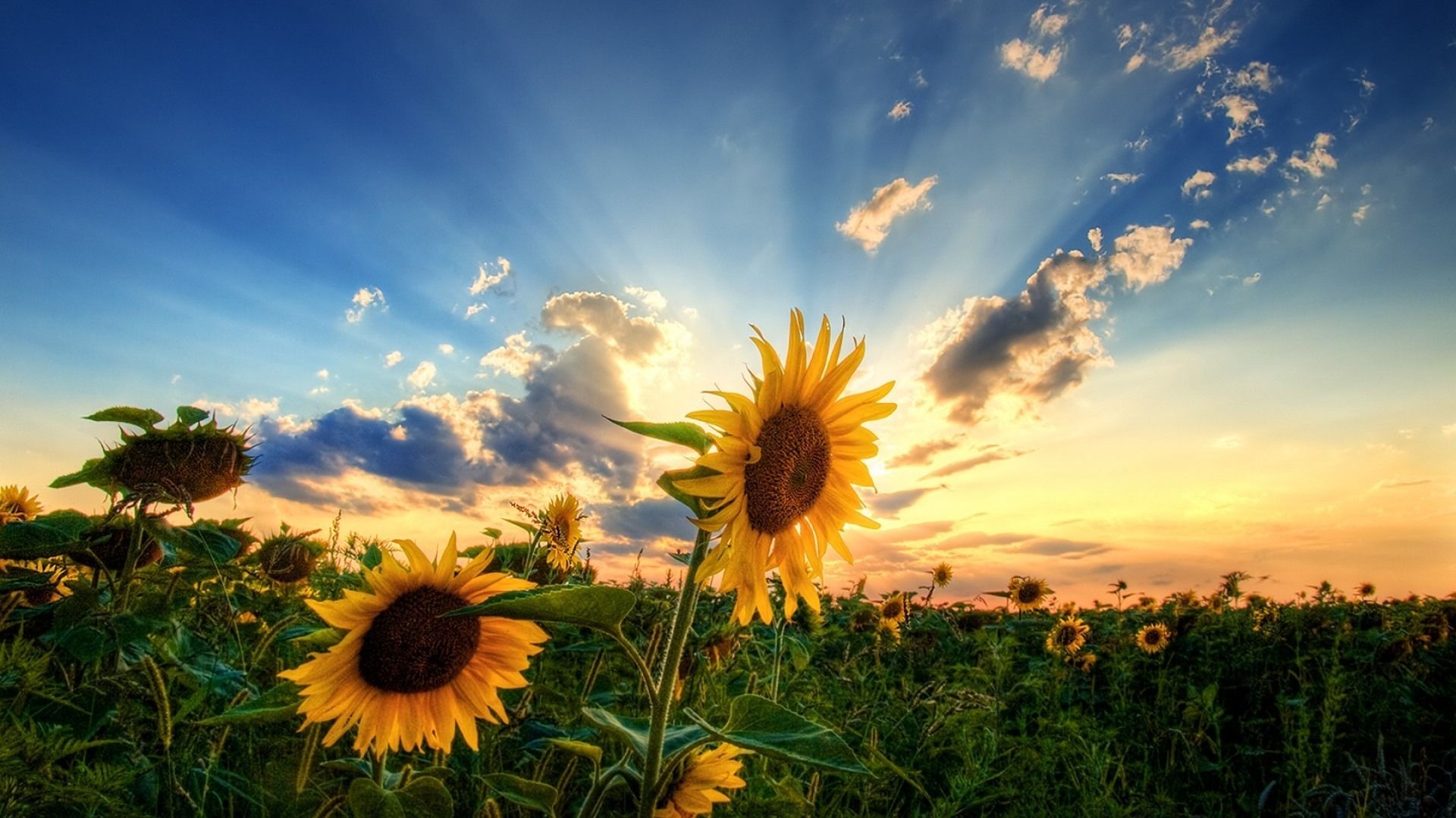 Girasoli campo tramonto, 1920x1080 Full HD 1080p, Desktop