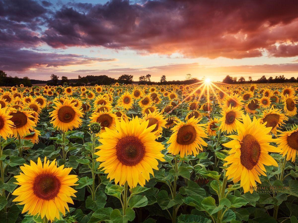 Campo di girasoli al tramonto, 1200x900 HD, Desktop