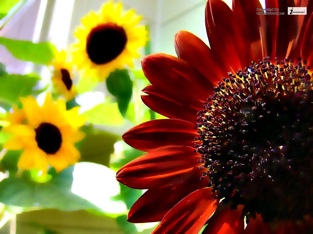 Girasole rosso e girasoli gialli, 1024x768 HD, Desktop