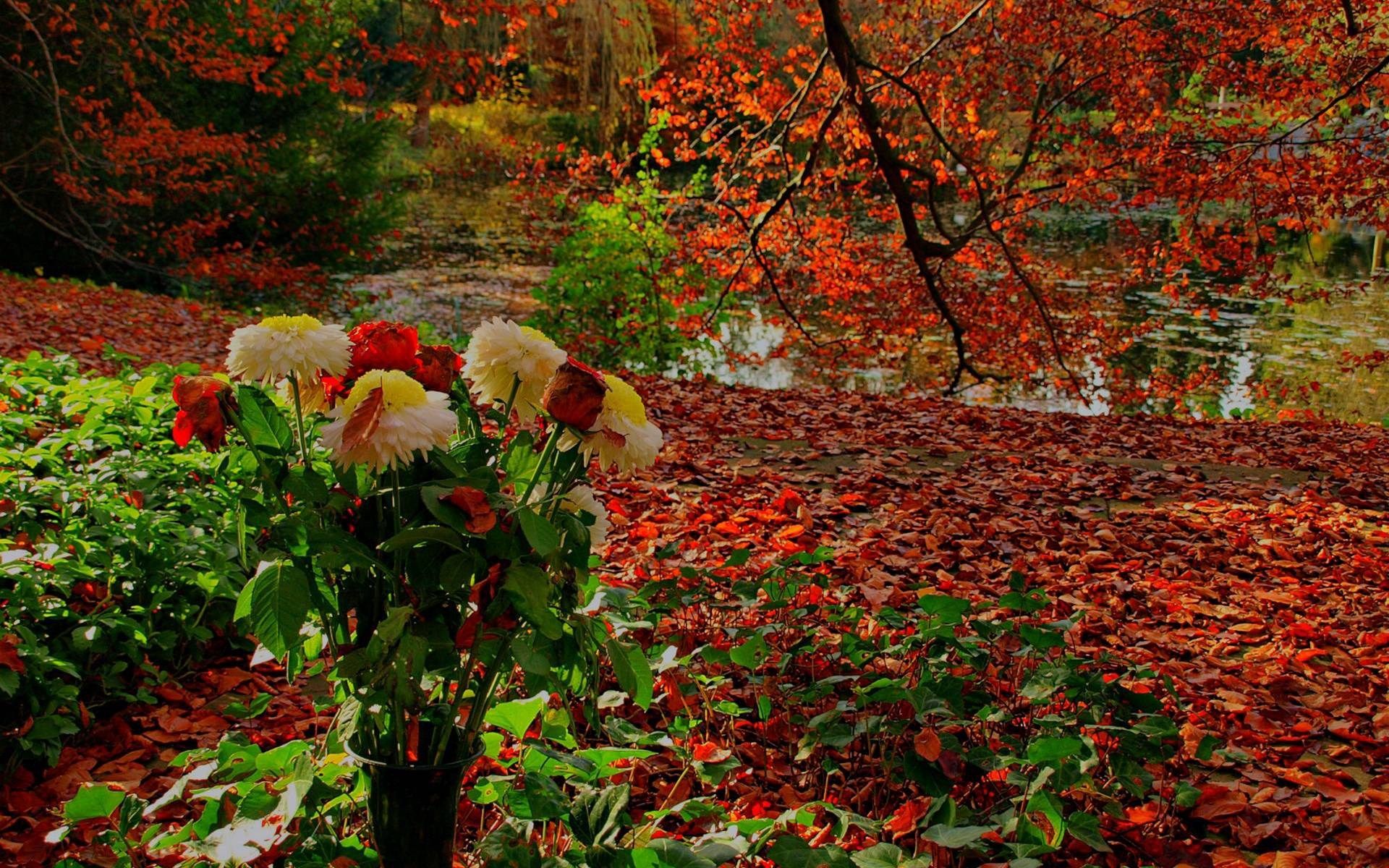 Fiori autunnali e foglie rosse, 1920x1200 Full HD+, Desktop