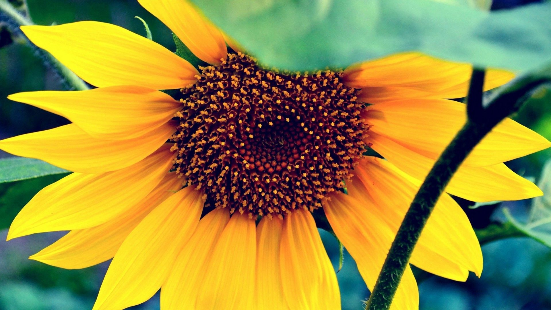 Girasole giallo in primo piano, 1920x1080 Full HD, Laptop
