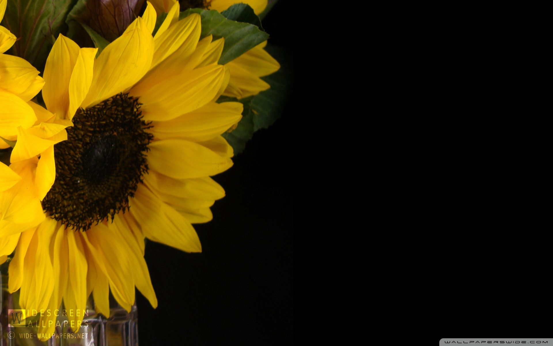 Girasoli gialli su sfondo nero, 1920x1200 Full HD+, Desktop