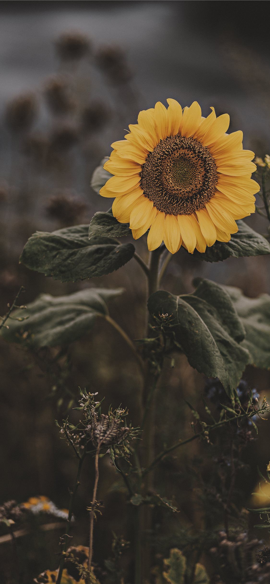 Girasole giallo autunnale, 1125x2436 Full HD Verticale, iPhone