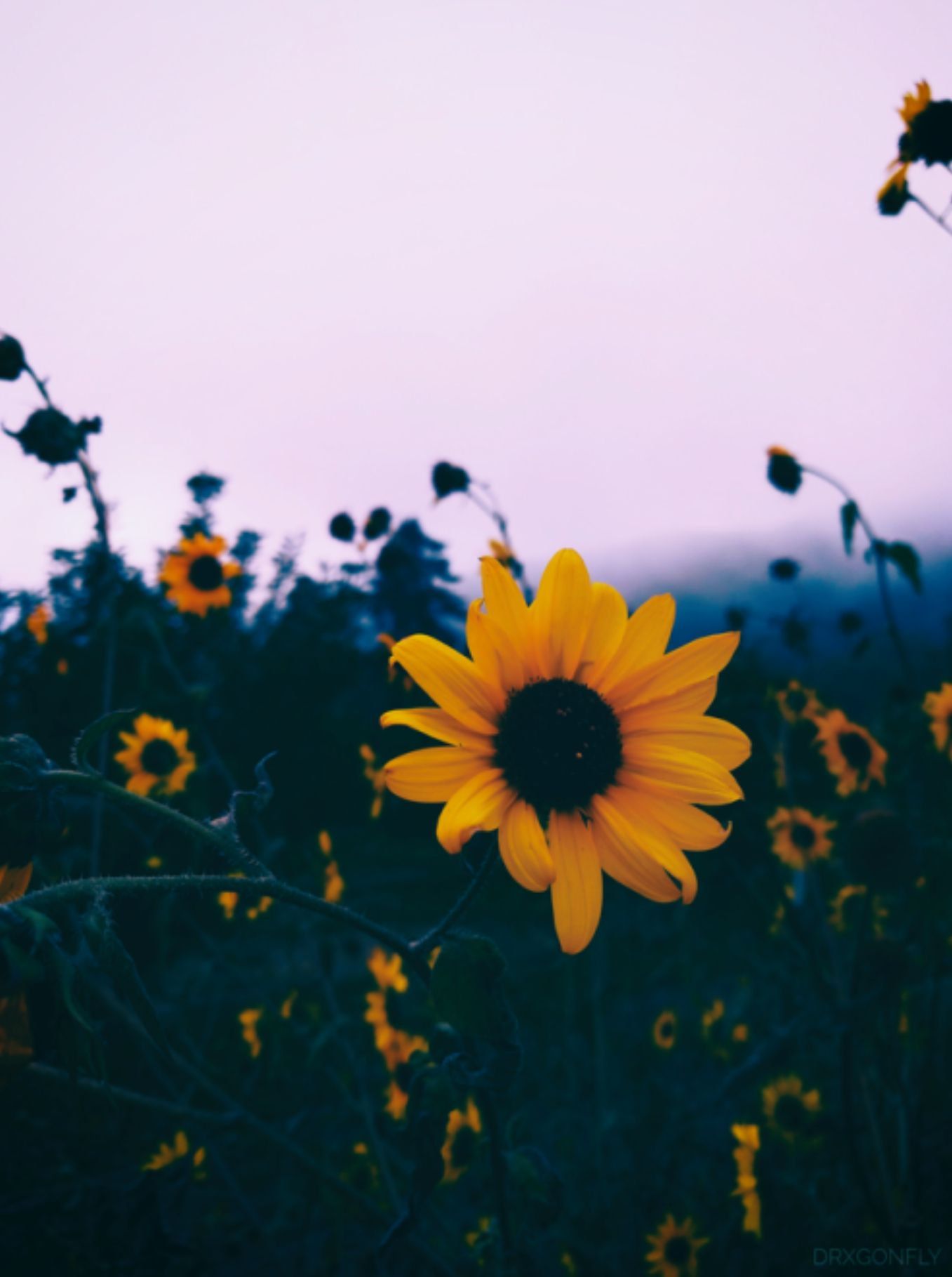 Girasole in campo al crepuscolo, 1357x1819 Verticale, Mobile