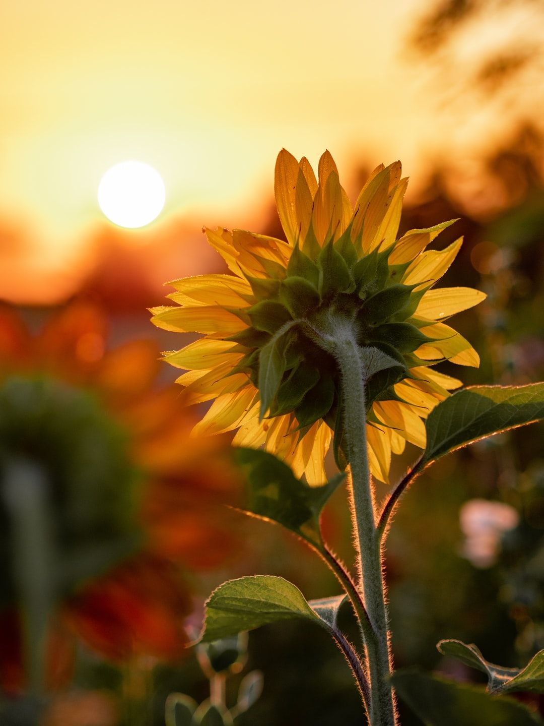 Girasole retroilluminato al tramonto, 1080x1440 Verticale, Mobile