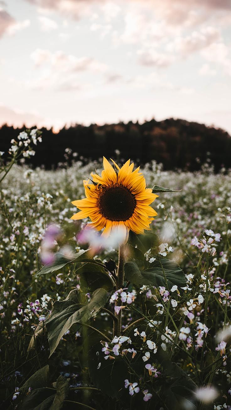 Girasole in campo fiorito, 736x1308 Full HD Verticale, iPhone