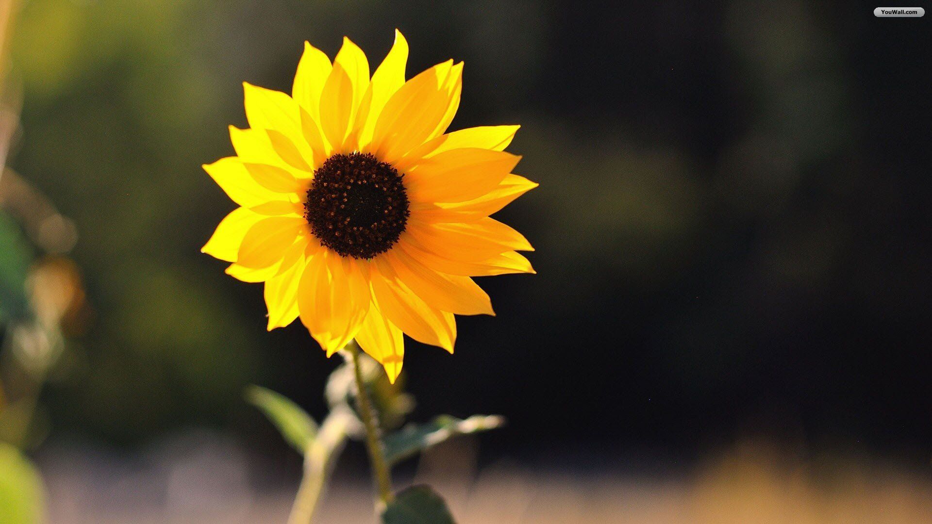 Girasole giallo singolo, 1920x1080 1080p, PC Desktop