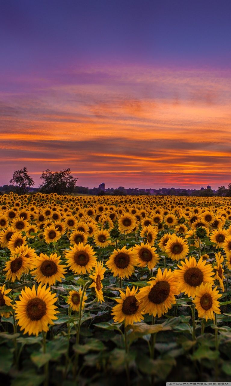 Campo di girasoli al tramonto, 768x1280 Verticale, Mobile