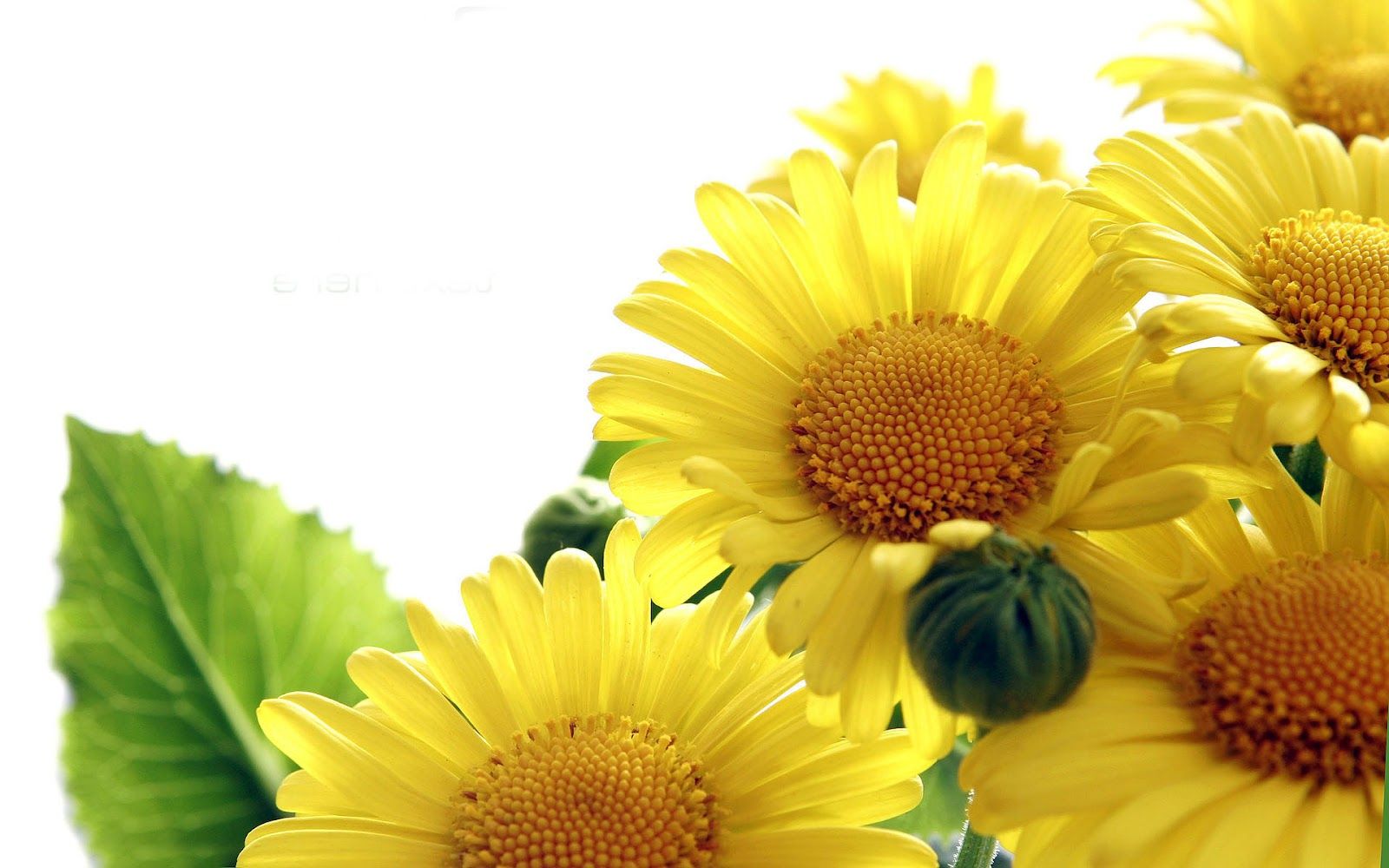 Girasoli gialli macro, 1600x1000 900p, PC