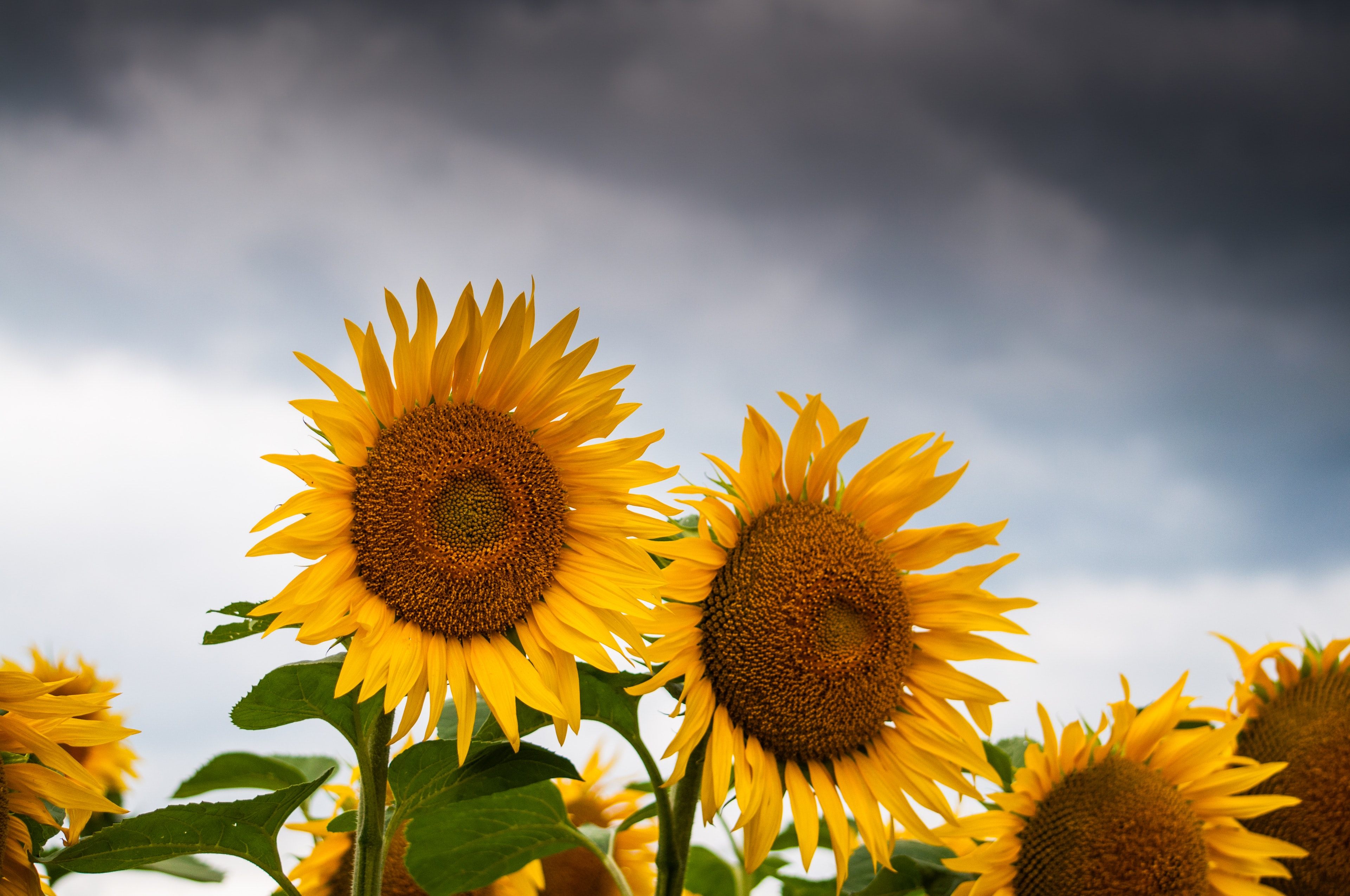 Girasoli con cielo nuvoloso, 3840x2550 Ultra HD, Monitor 4K