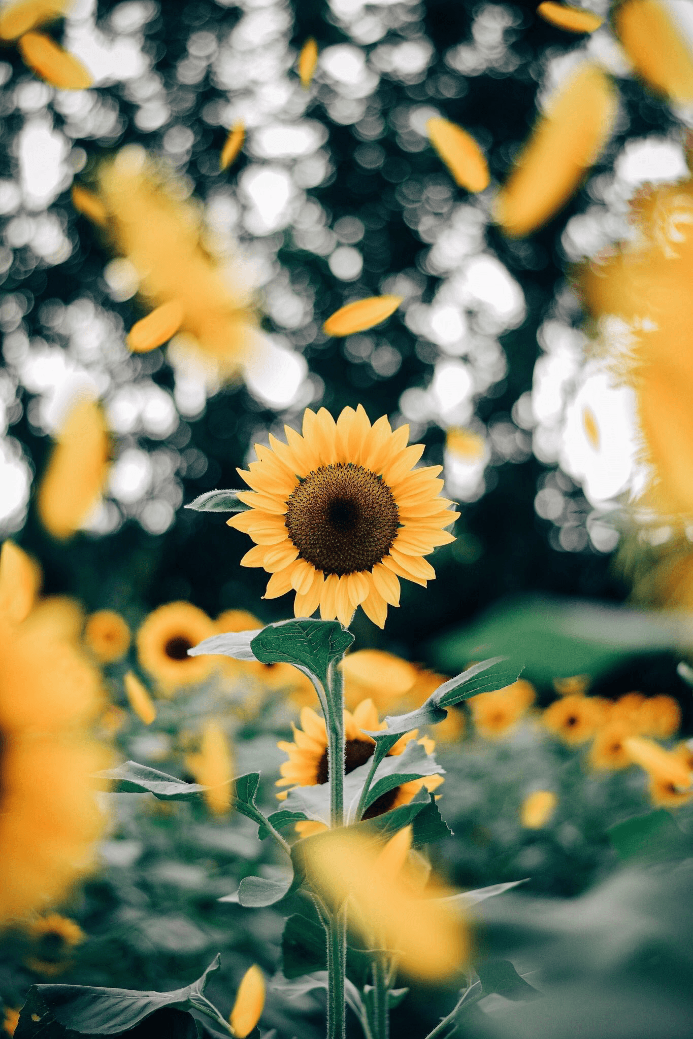 Girasole giallo in campo, 1365x2048 Verticale, Telefono
