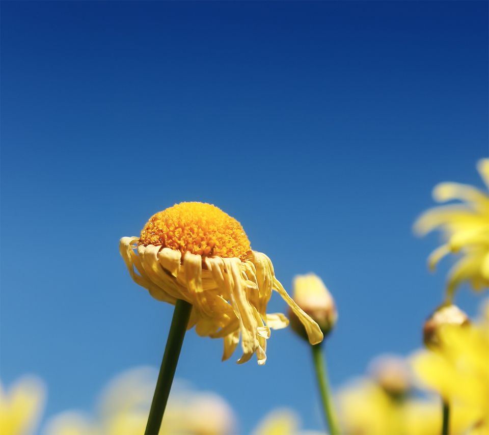 Girasole giallo cielo blu, 960x854 HD, Desktop