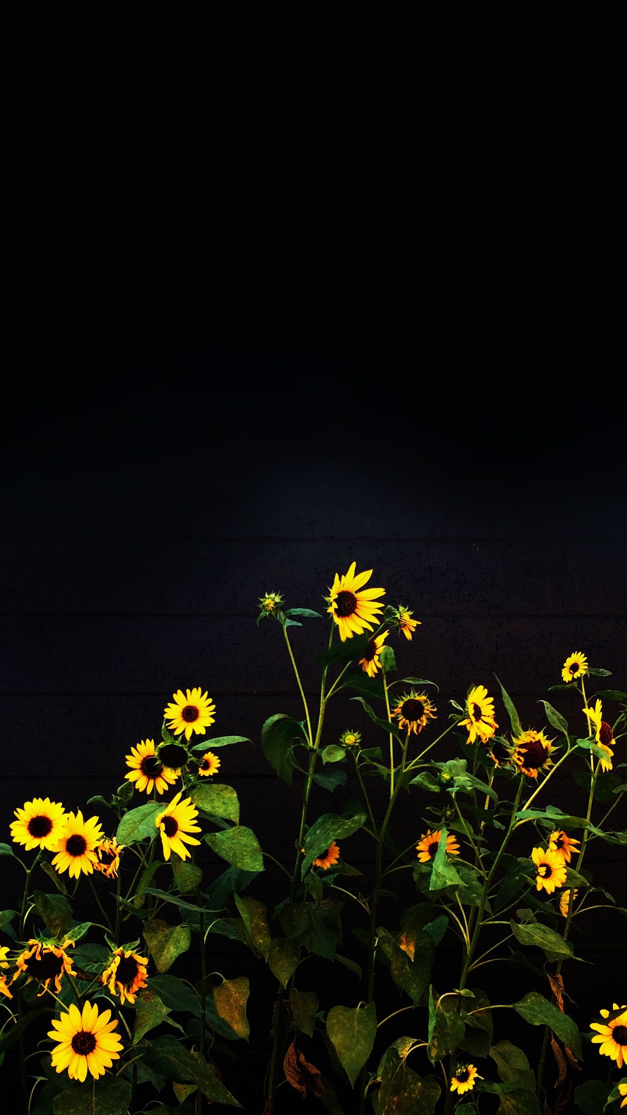 Girasoli su sfondo scuro, 1242x2208 Full HD Verticale, iPhone