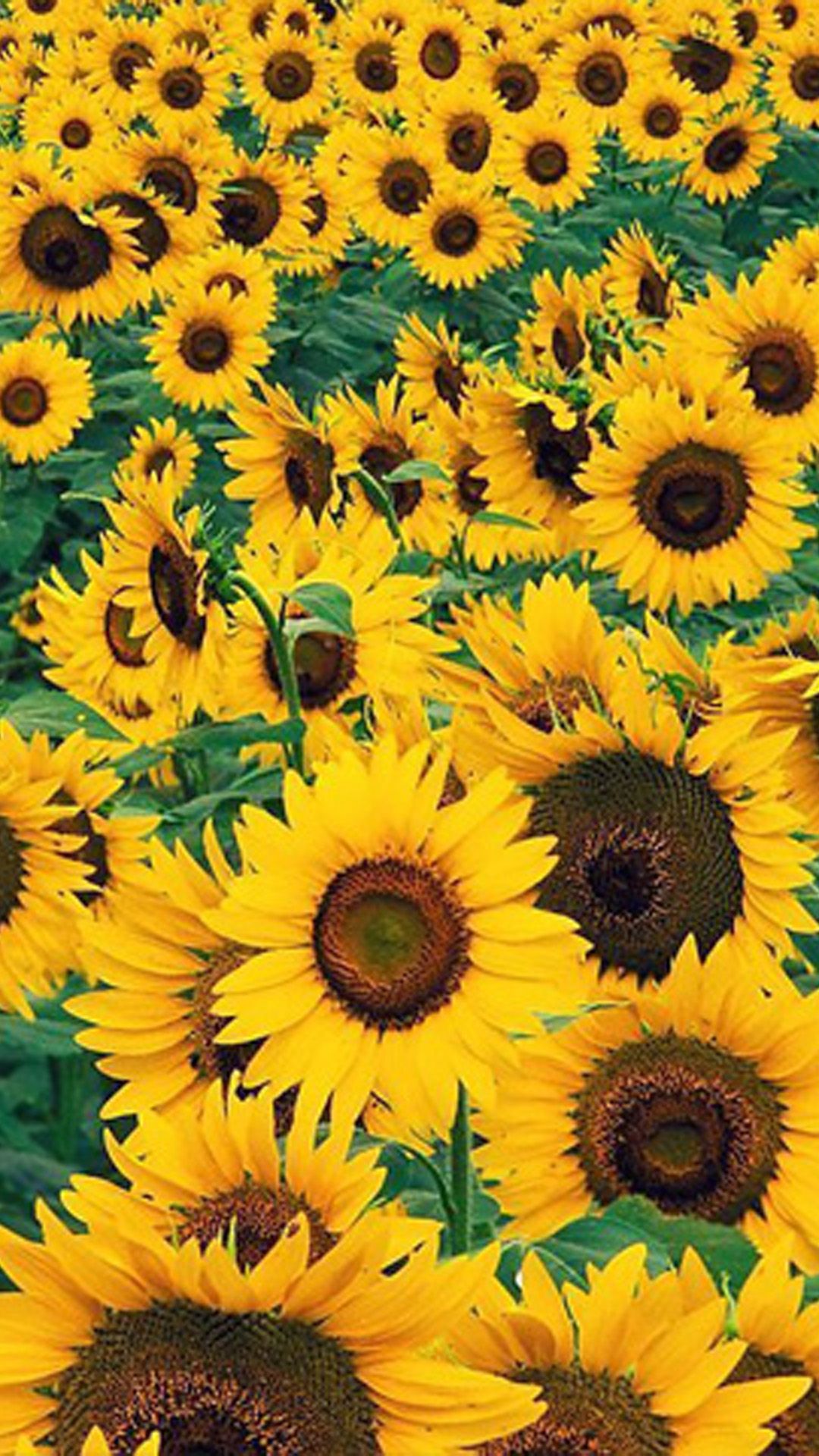 Campo di girasoli gialli, 1080x1920 Verticale, Mobile