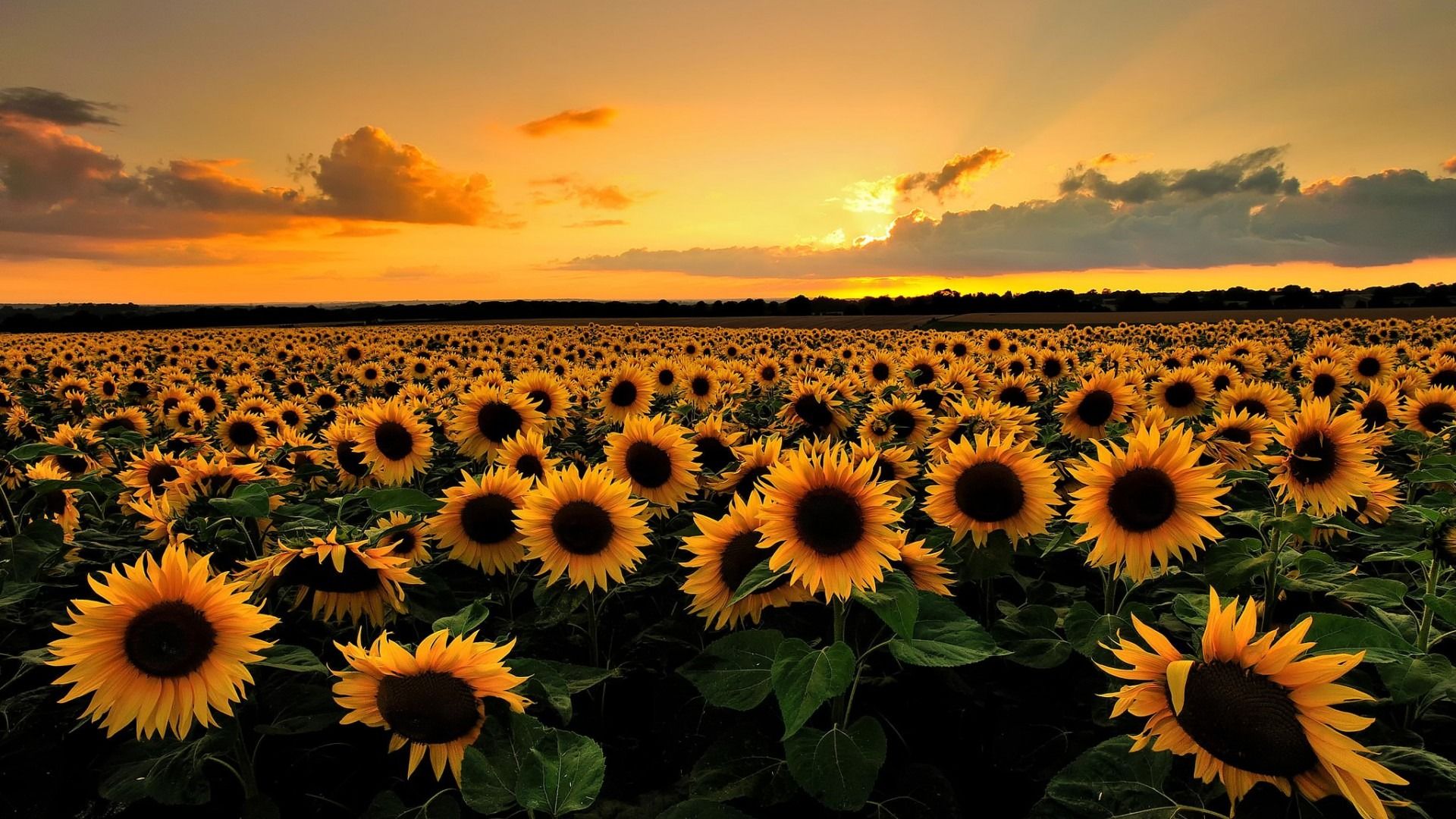 Campo di girasoli al tramonto, 1920x1080 1080p, PC