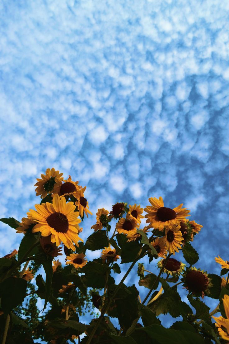 Girasoli su cielo nuvoloso, 736x1104 Full HD Verticale, iPhone