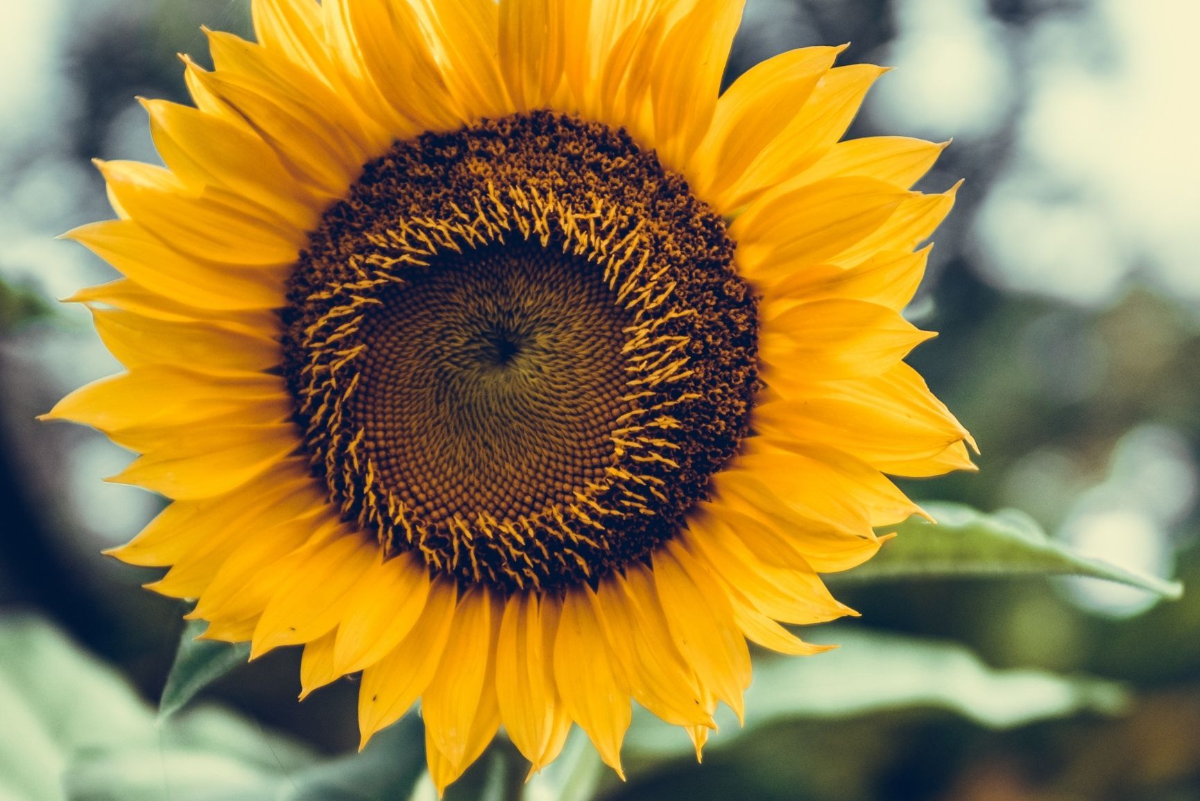 Girasole in primo piano, 1730x1155 900p, Desktop