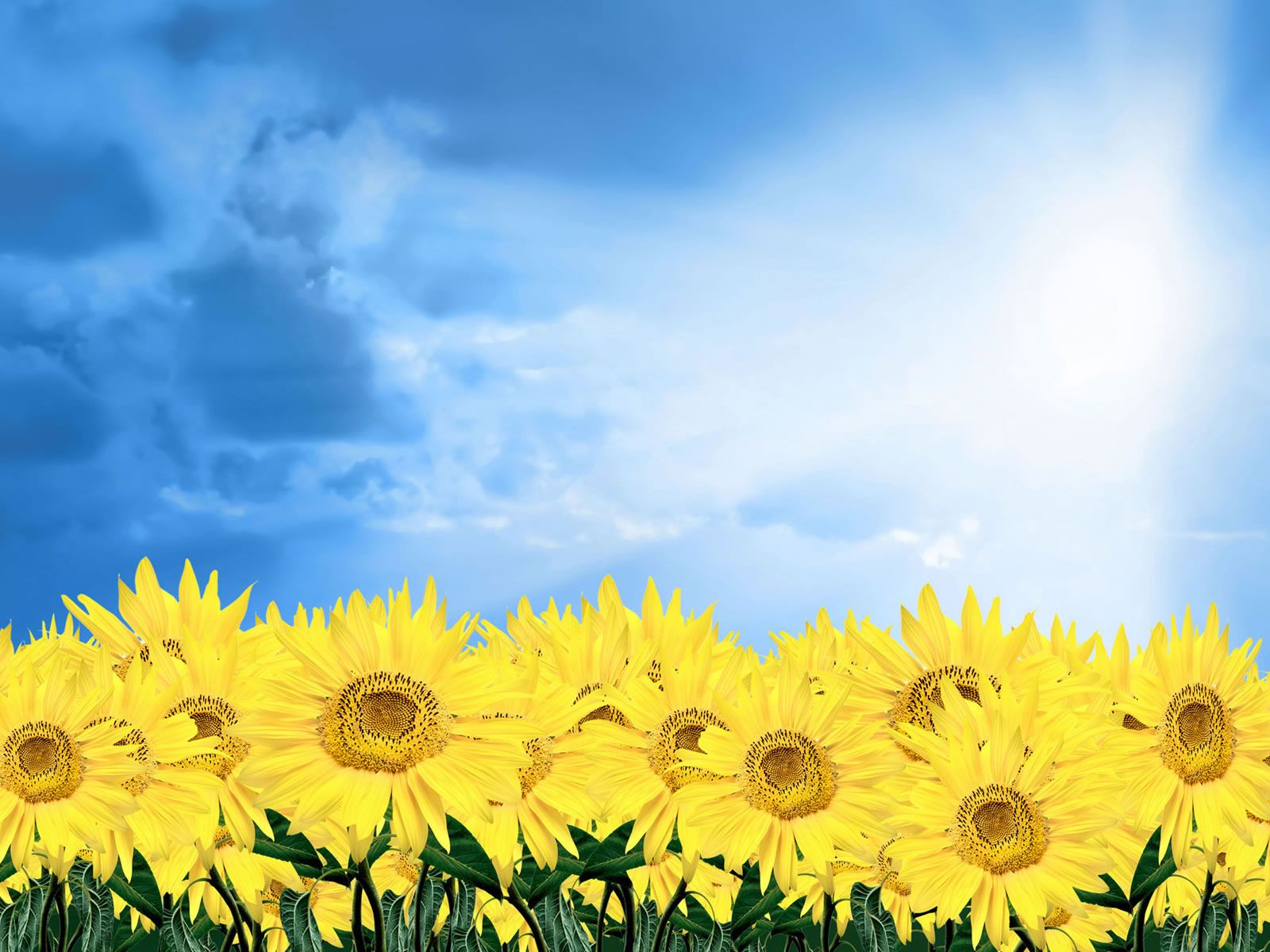 Girasoli gialli cielo azzurro, 1600x1200 HD Ready, PC