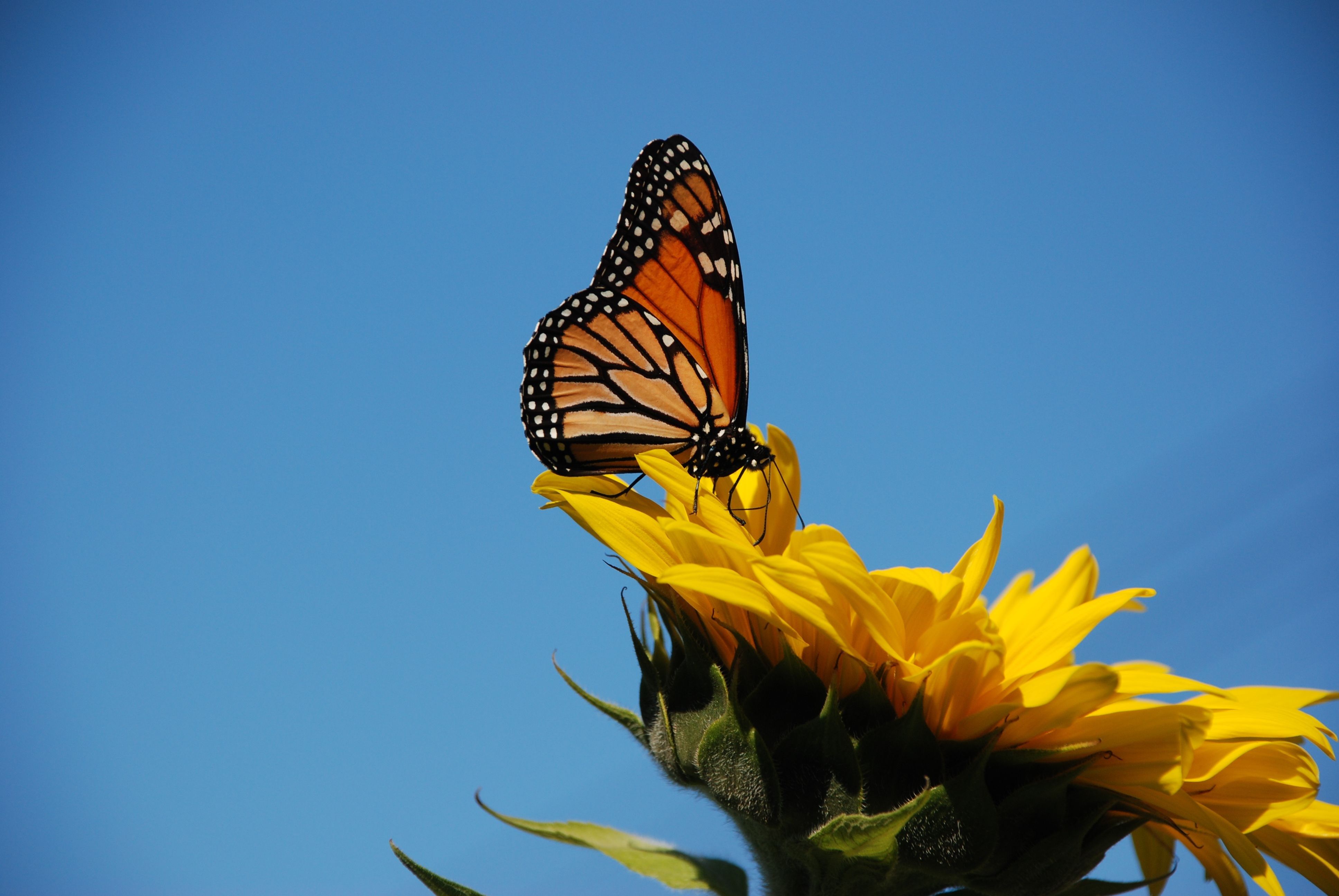 Farfalla monarca su girasole, 3872x2592 4K, Desktop 4K