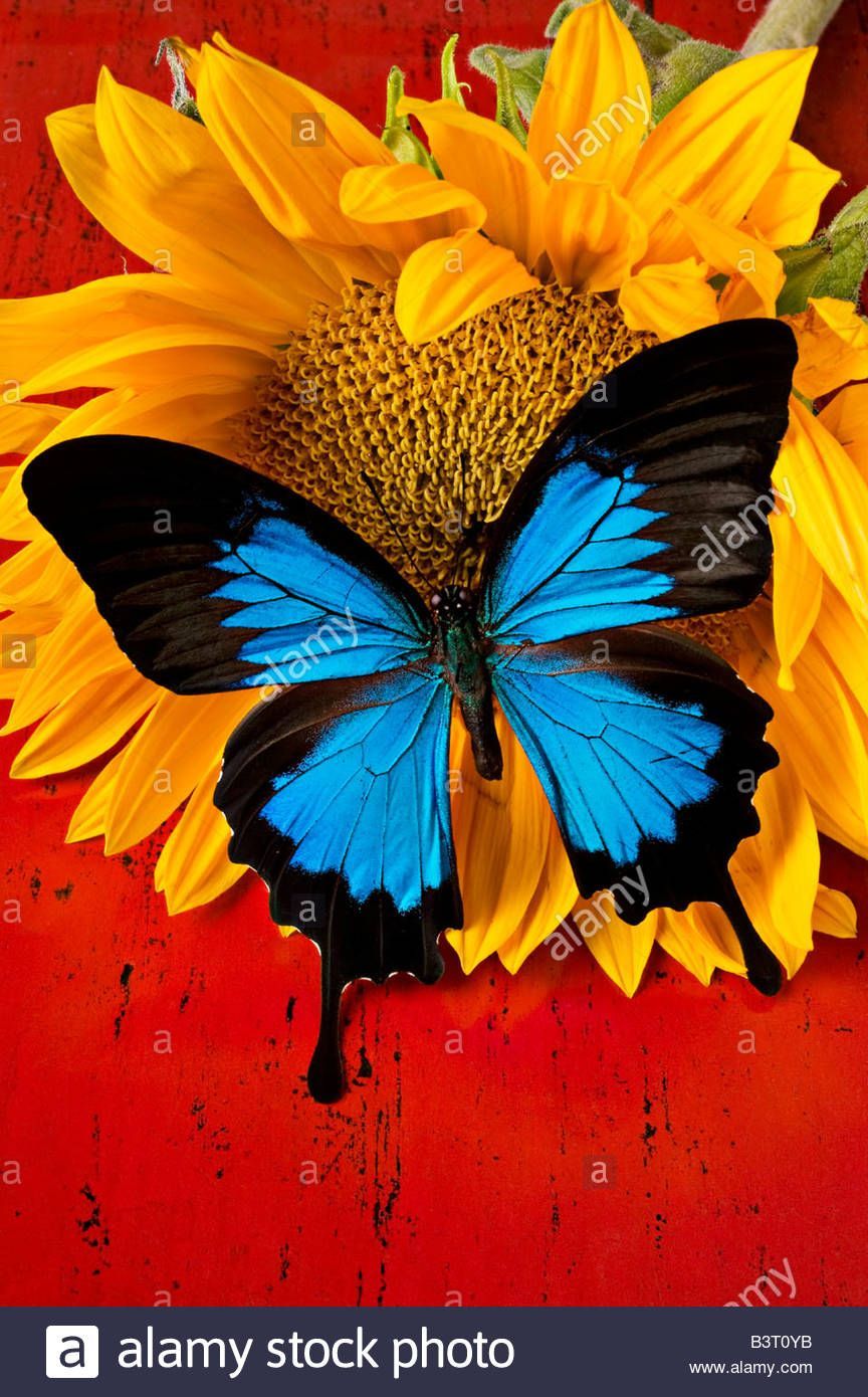 Farfalla blu su girasole, 864x1390 Verticale, Telefono