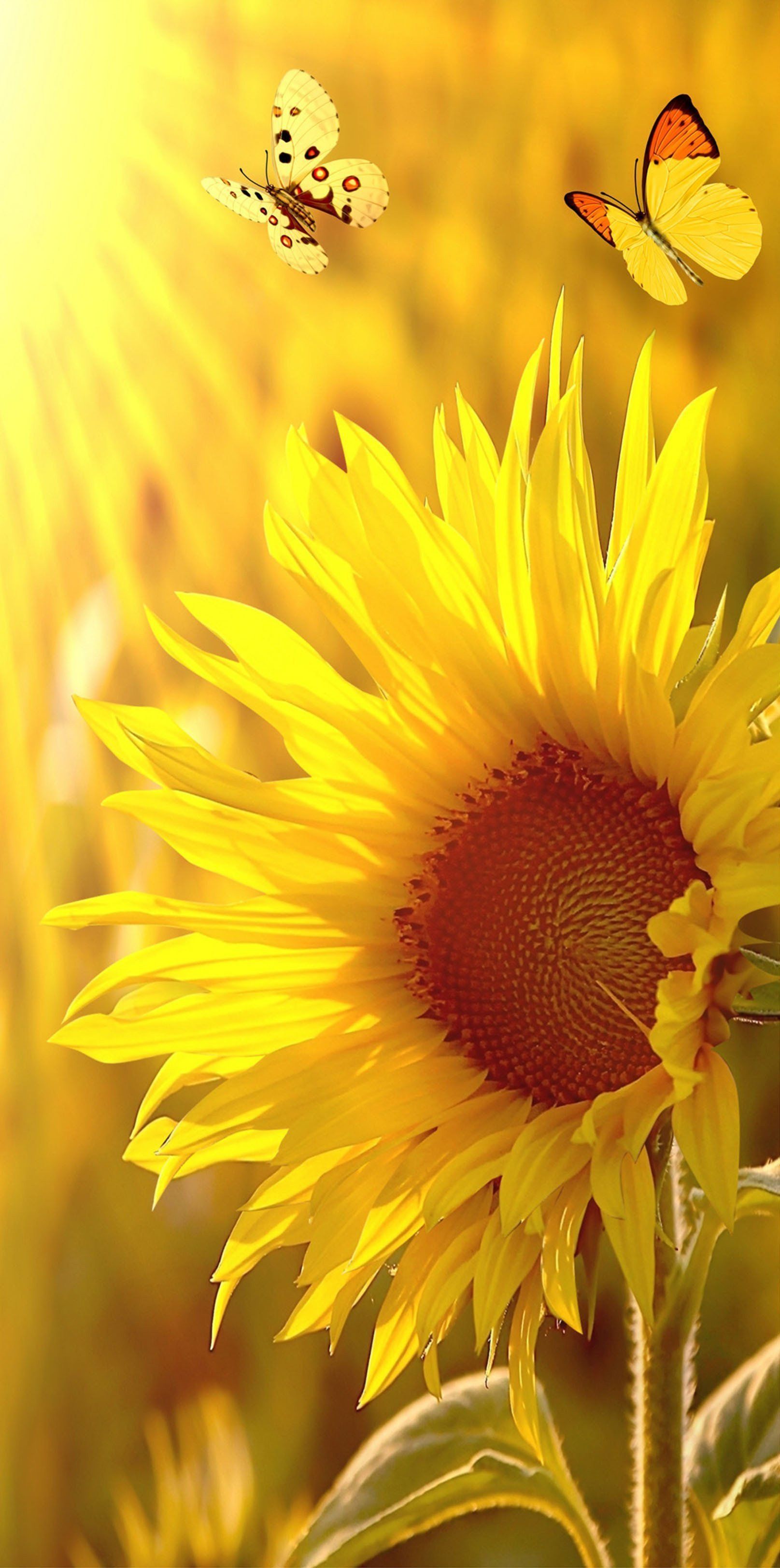 Girasole giallo con farfalle, 1615x3246 Full HD Verticale, iPhone