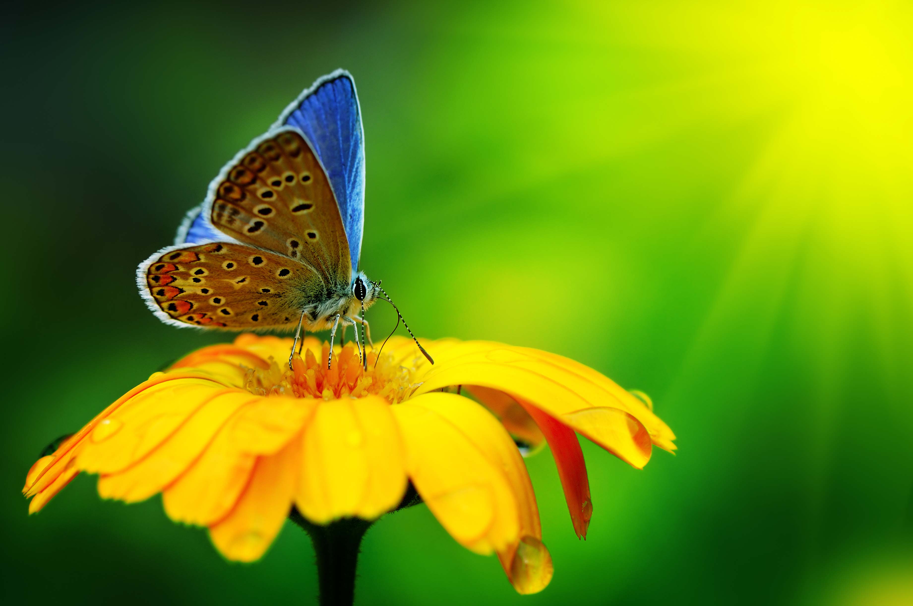 Farfalla blu su girasole, 3682x2445 WQXGA, Desktop