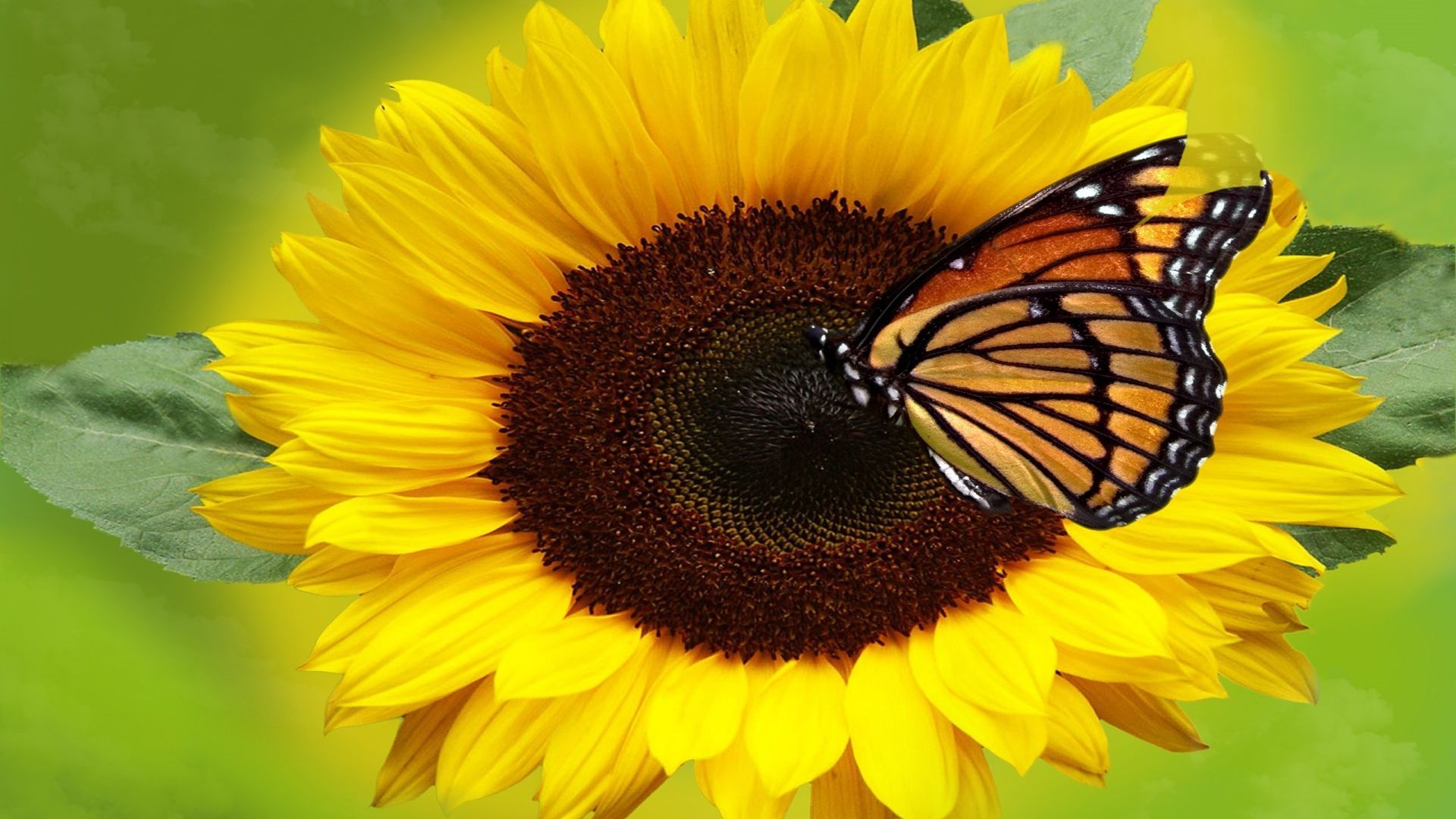 Farfalla monarca su girasole, 1920x1080 Full HD 1080p, Desktop