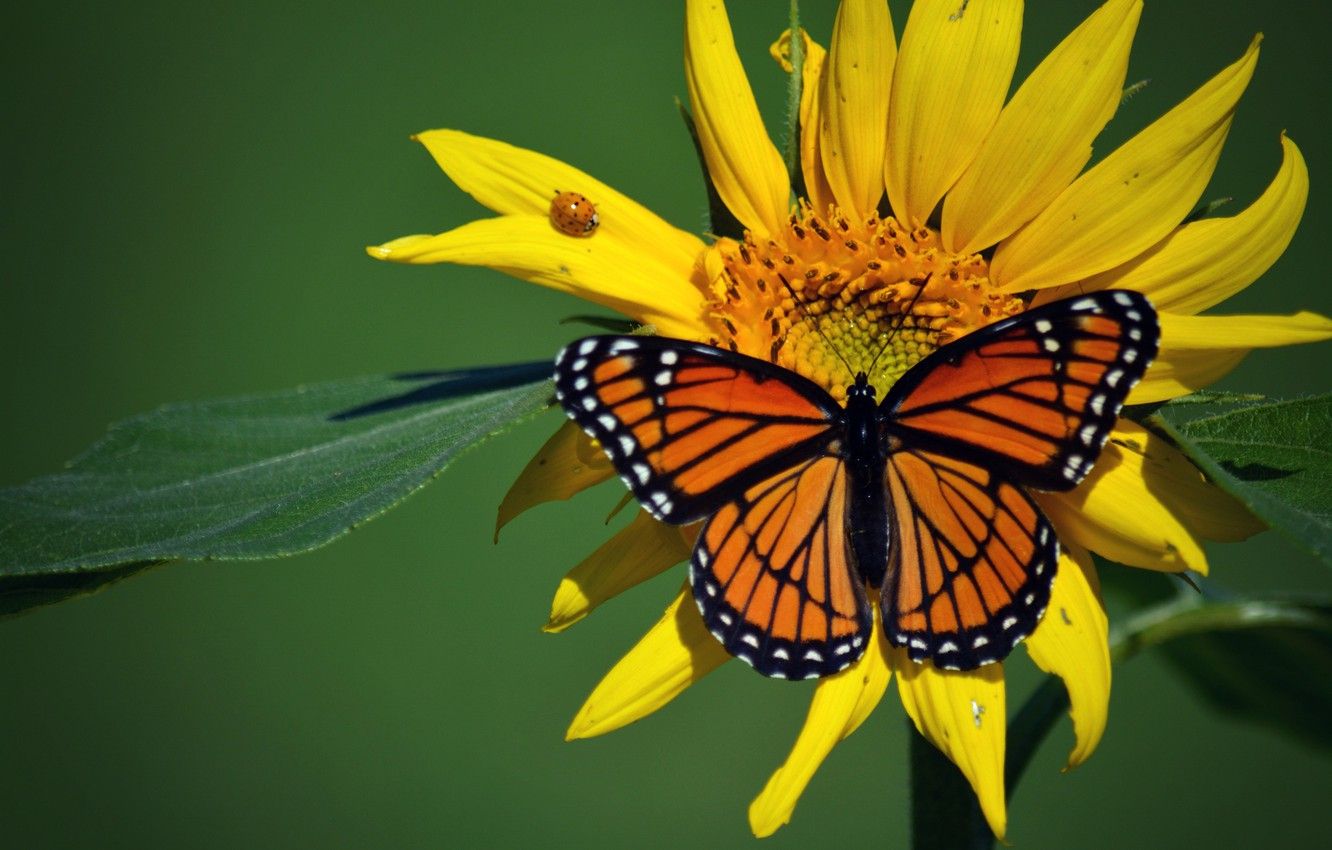 Farfalla monarca su girasole, 1332x850 HD, Desktop