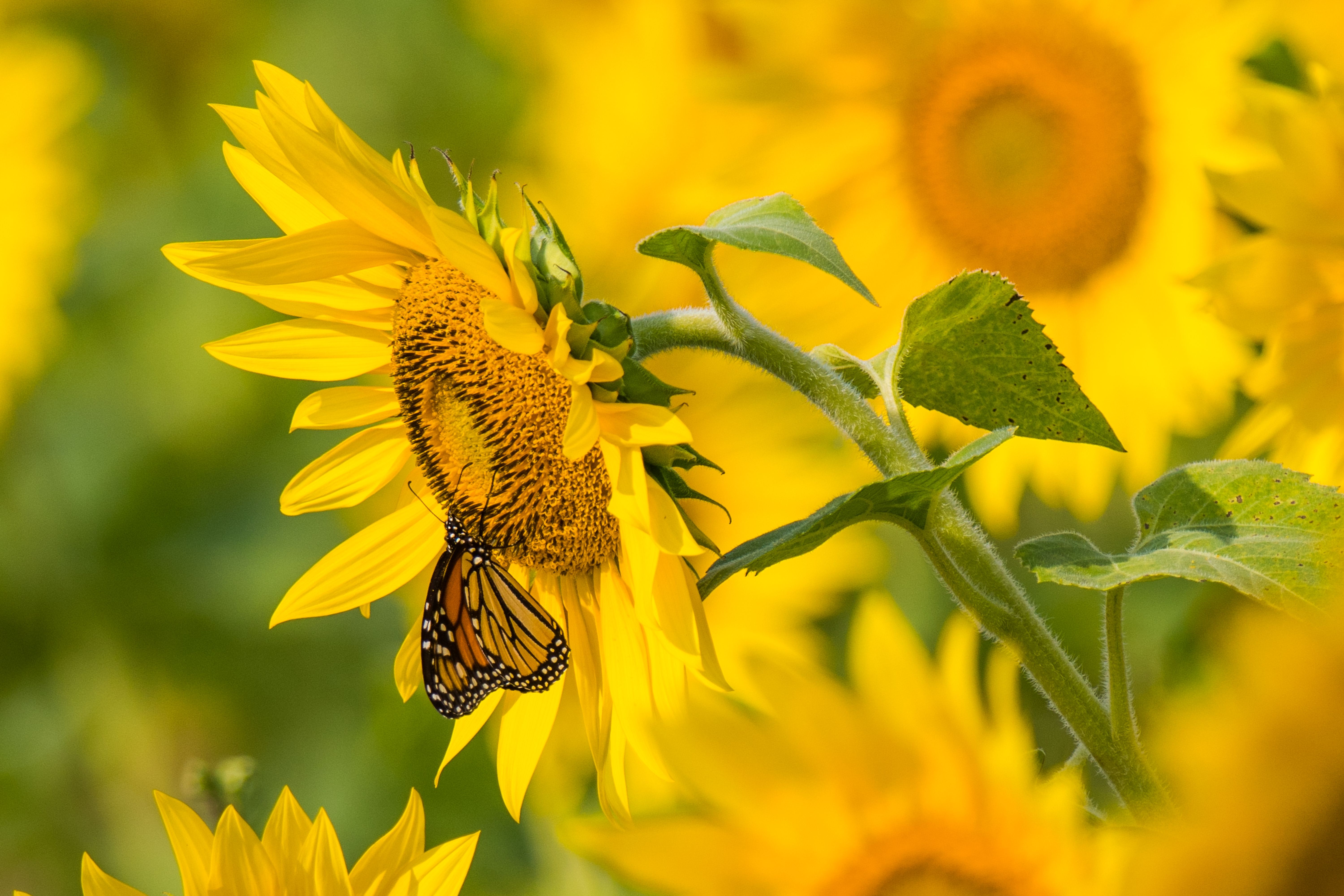 Farfalla monarca su girasole, 6000x4000 4K, Desktop 4K