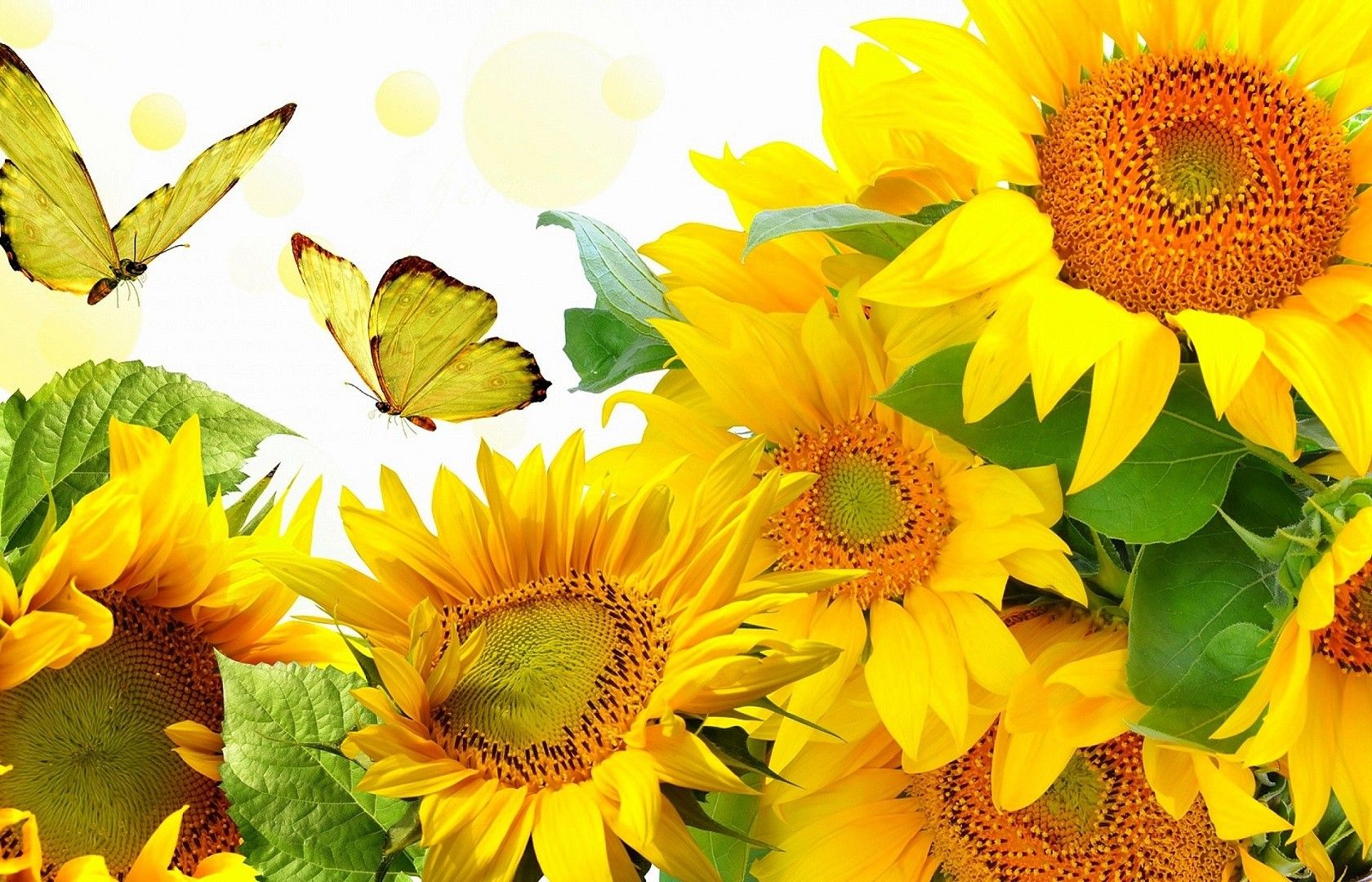 Girasoli gialli e farfalle, 1680x1080 HD Ready, Laptop