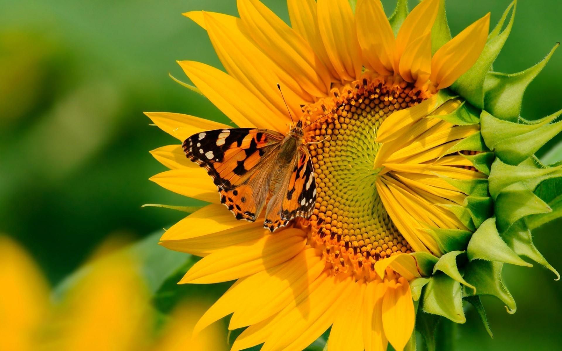 Farfalla su girasole giallo, 1920x1200 Full HD+ WUXGA, Laptop