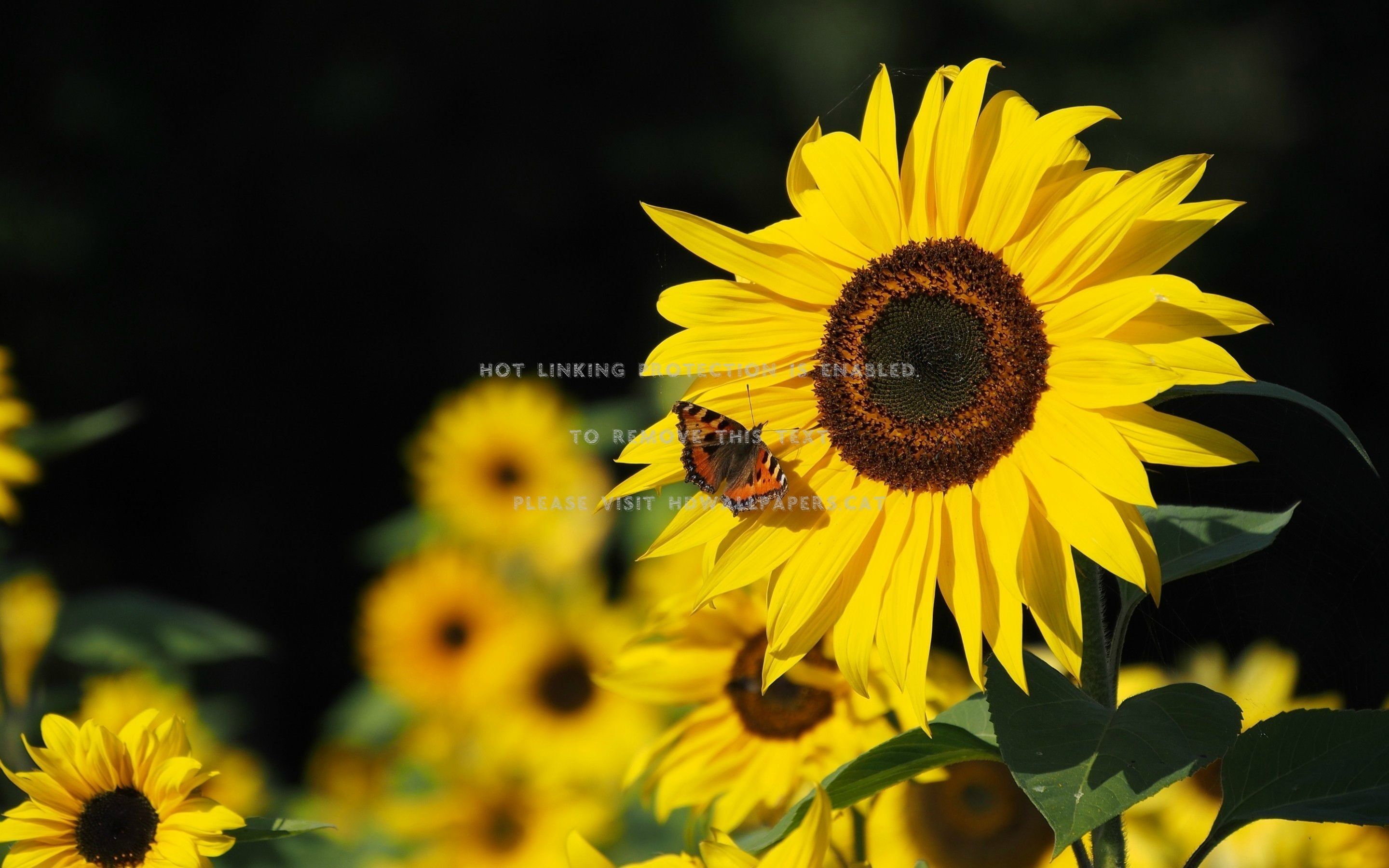 Girasoli con farfalla arancione, 2880x1800 2K, Desktop