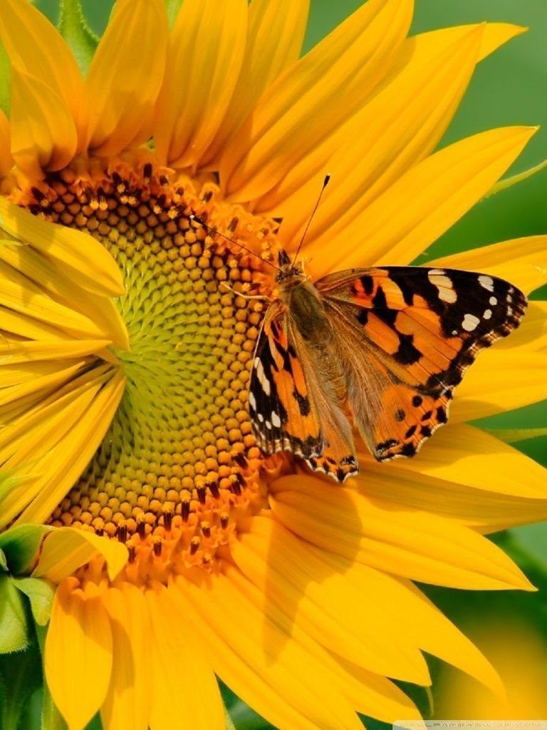 Farfalla su girasole giallo, 768x1024 Full HD Verticale, Smartphone