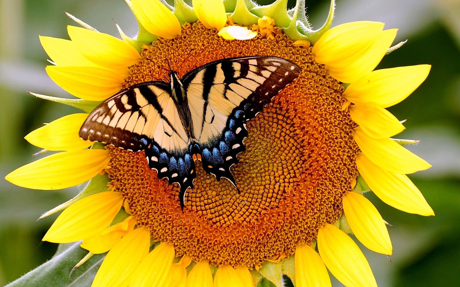 Farfalla gialla su girasole, 1920x1200 Full HD+, Laptop