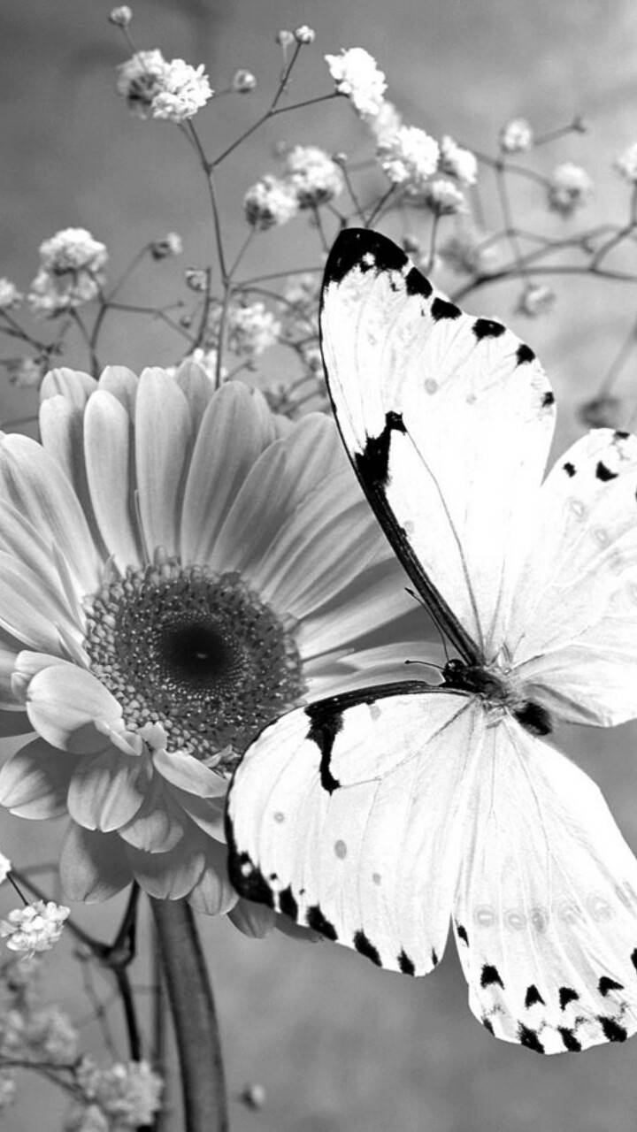 Farfalla bianca e nera su fiore, 720x1280 Verticale, Xiaomi