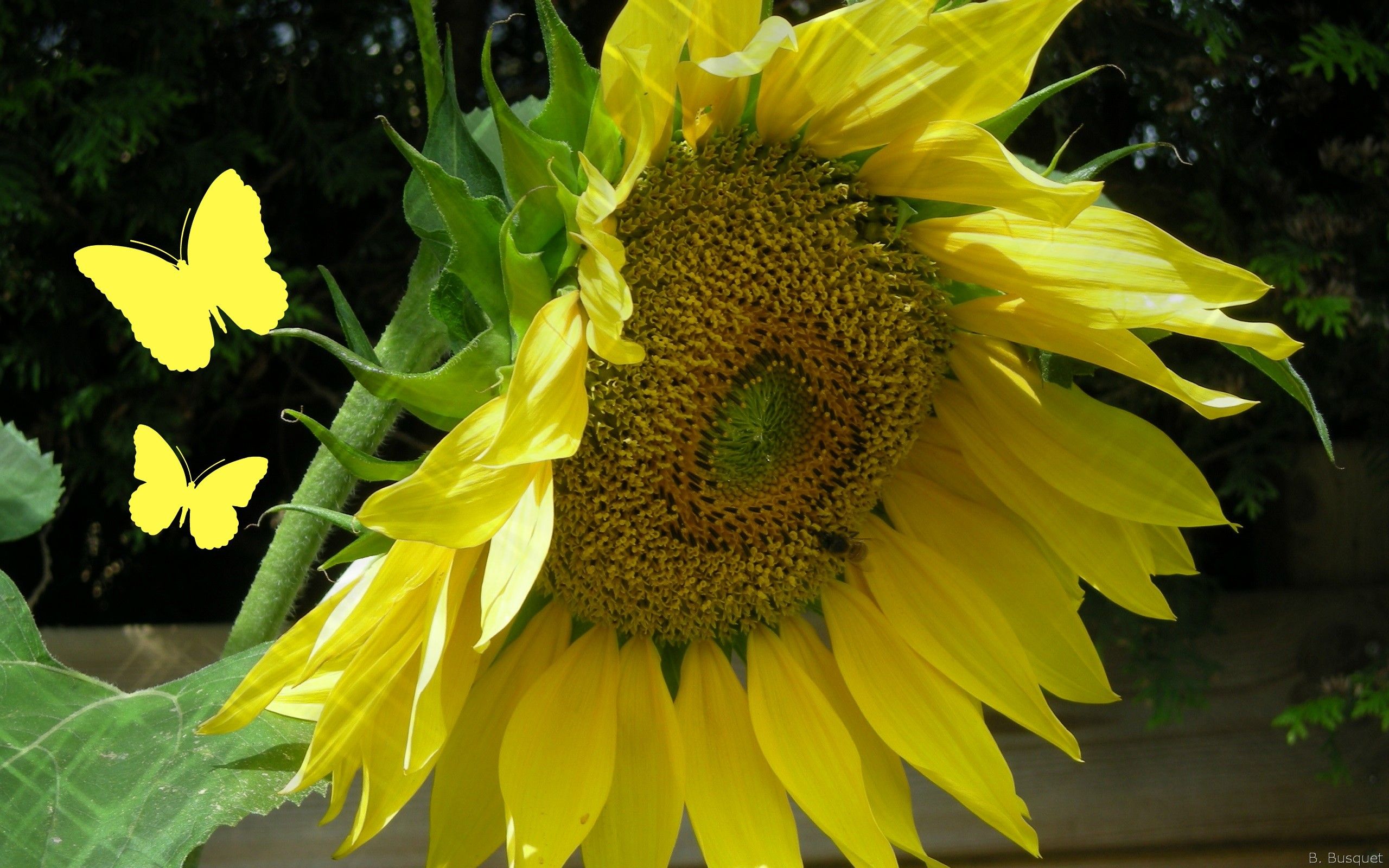 Girasole giallo con farfalle, 2560x1600 2K+, Laptop