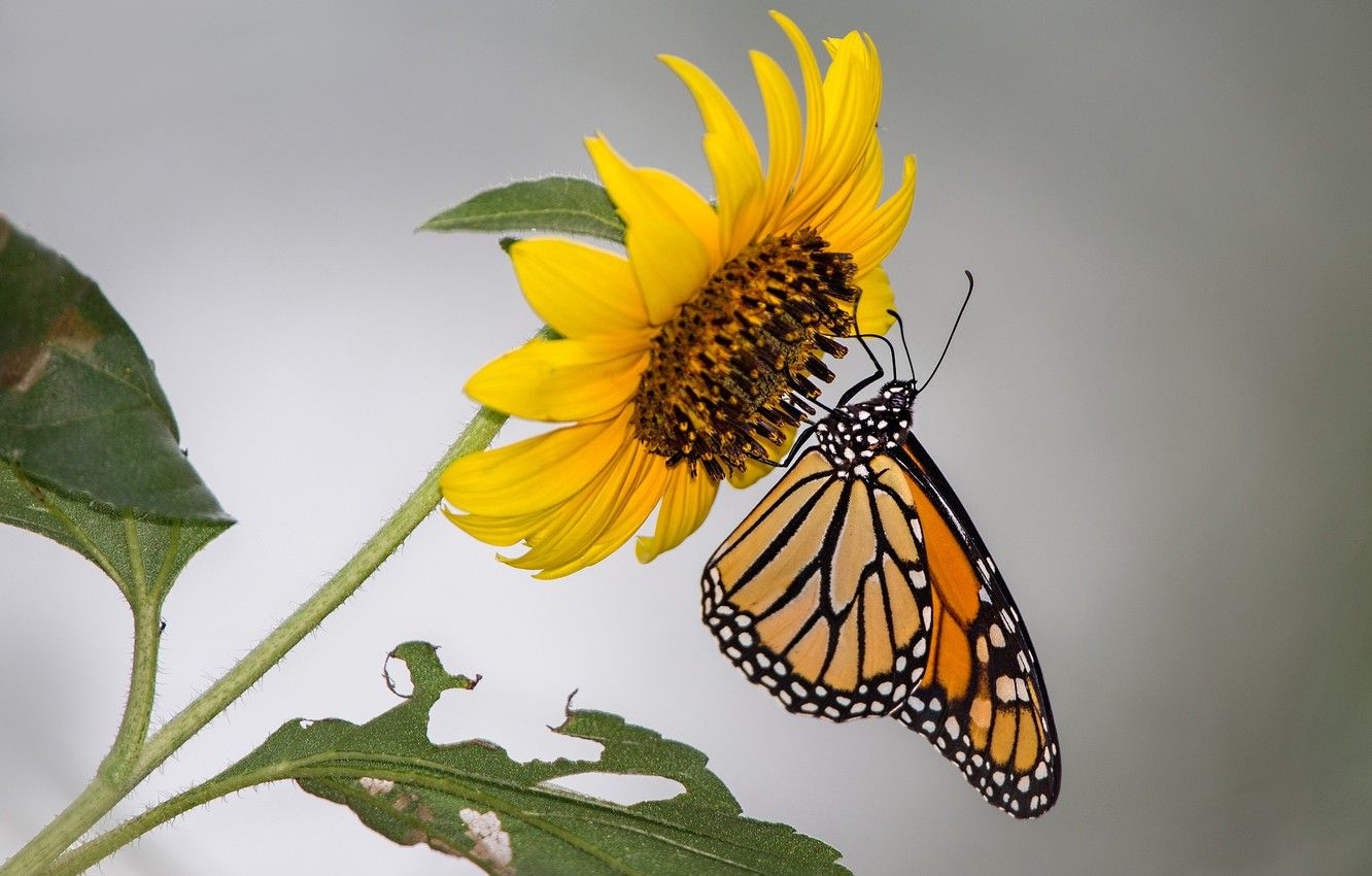 Farfalla monarca su girasole, 1332x850 HD, Desktop