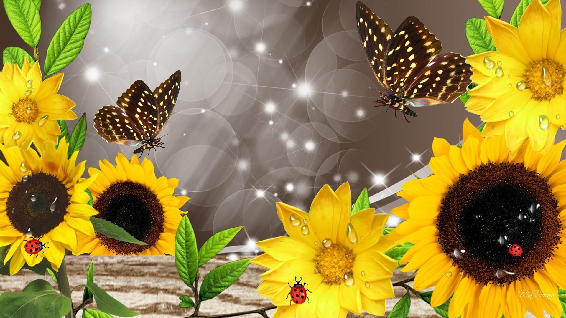 Girasoli e farfalle, 1920x1080 Full HD 1080p, PC