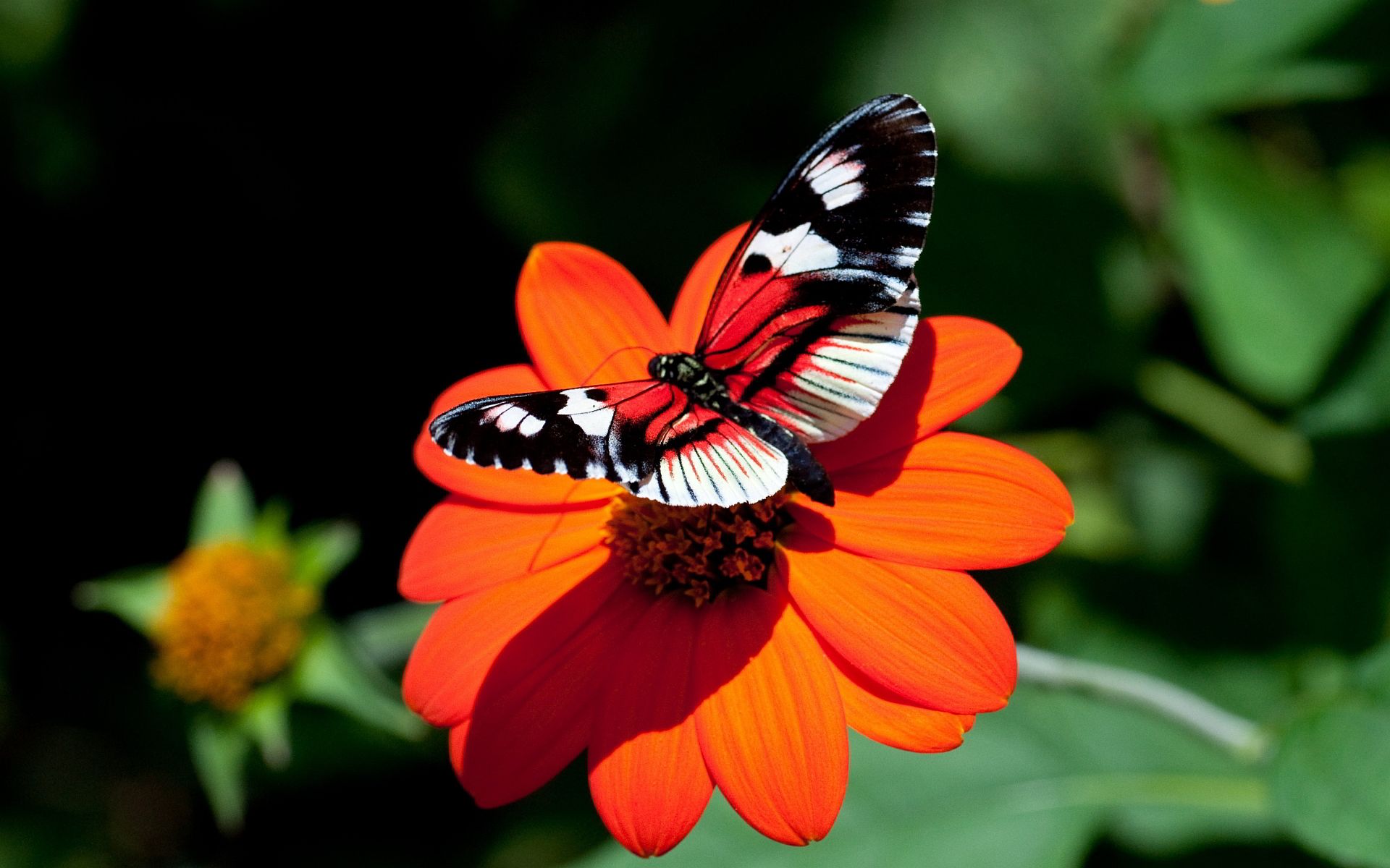 Farfalla bianca e nera su fiore arancione, 1920x1200 Full HD+, PC