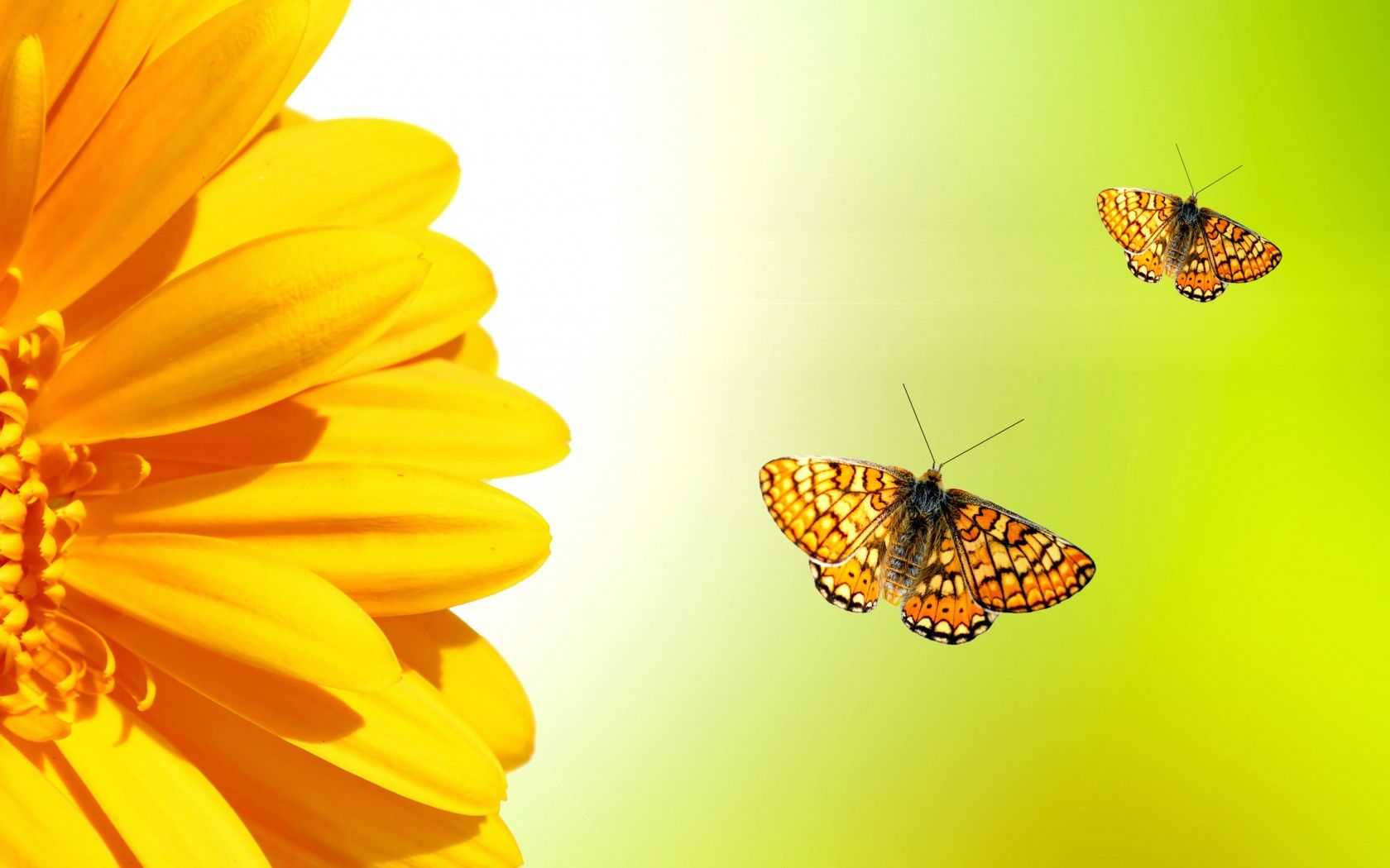 Girasole giallo con farfalle arancioni, 1680x1050 900p, HP Laptop
