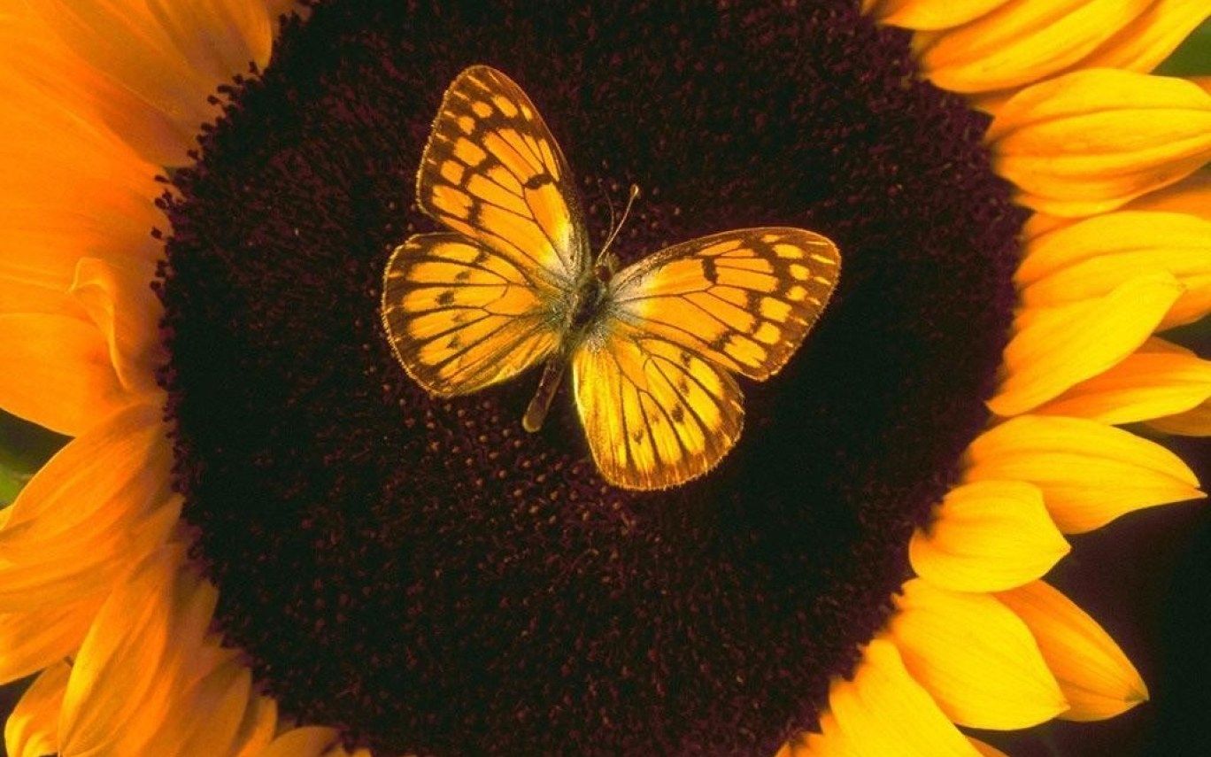 Farfalla arancione su girasole, 1368x855 720p, PC