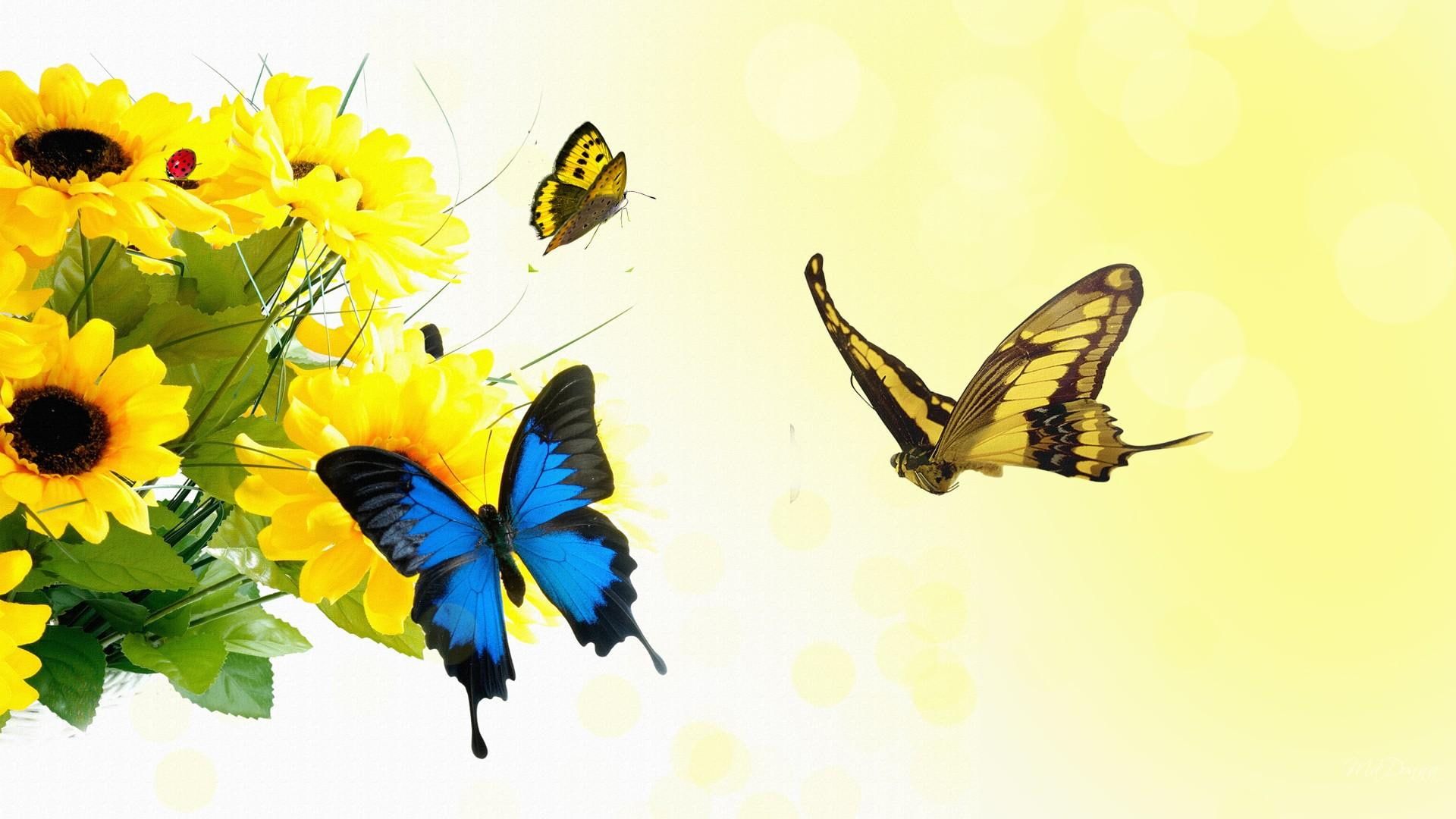Girasoli gialli e farfalle, 1920x1080 Full HD, Desktop