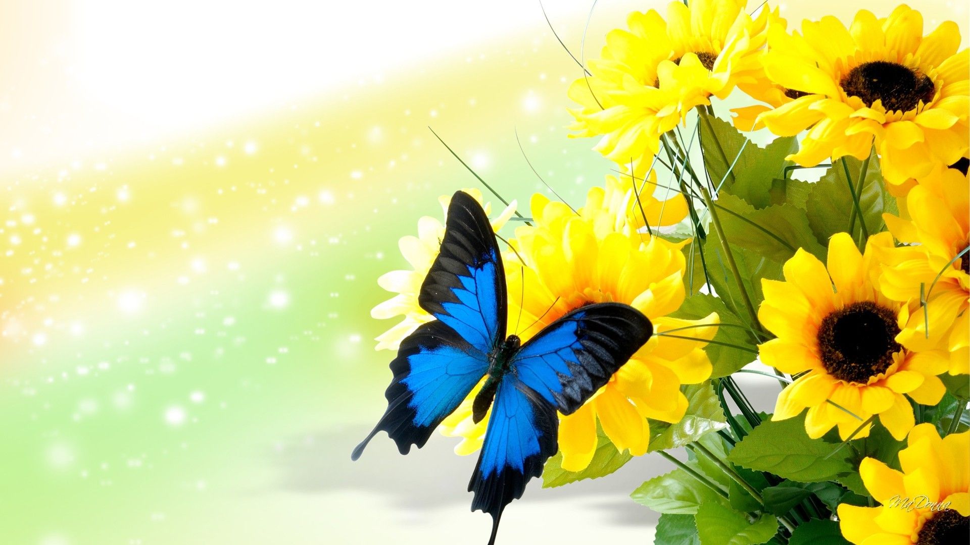 Farfalla blu e girasoli, 1920x1080 Full HD 1080p, Laptop