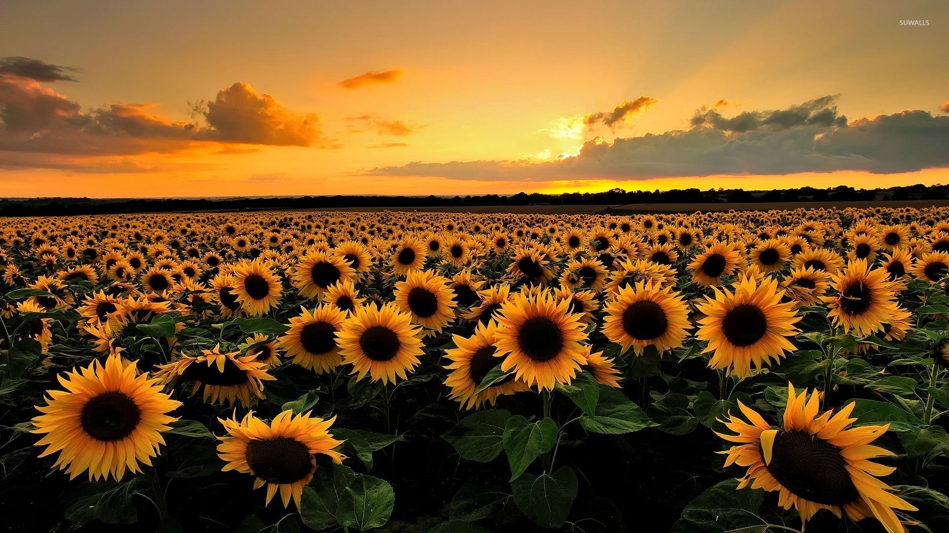 Campo di girasoli al tramonto, 1920x1080 Full HD, Desktop