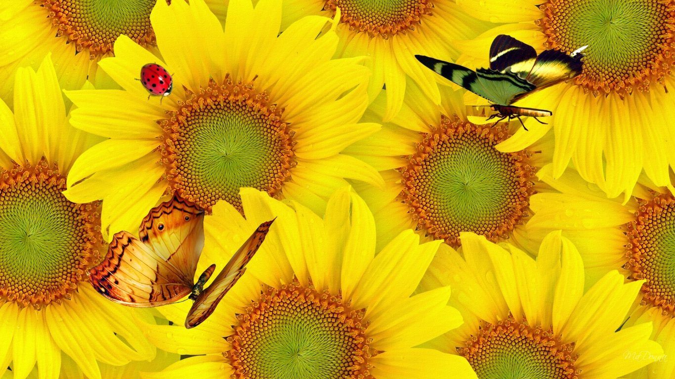 Girasoli gialli con farfalle, 1366x768 HD, Desktop
