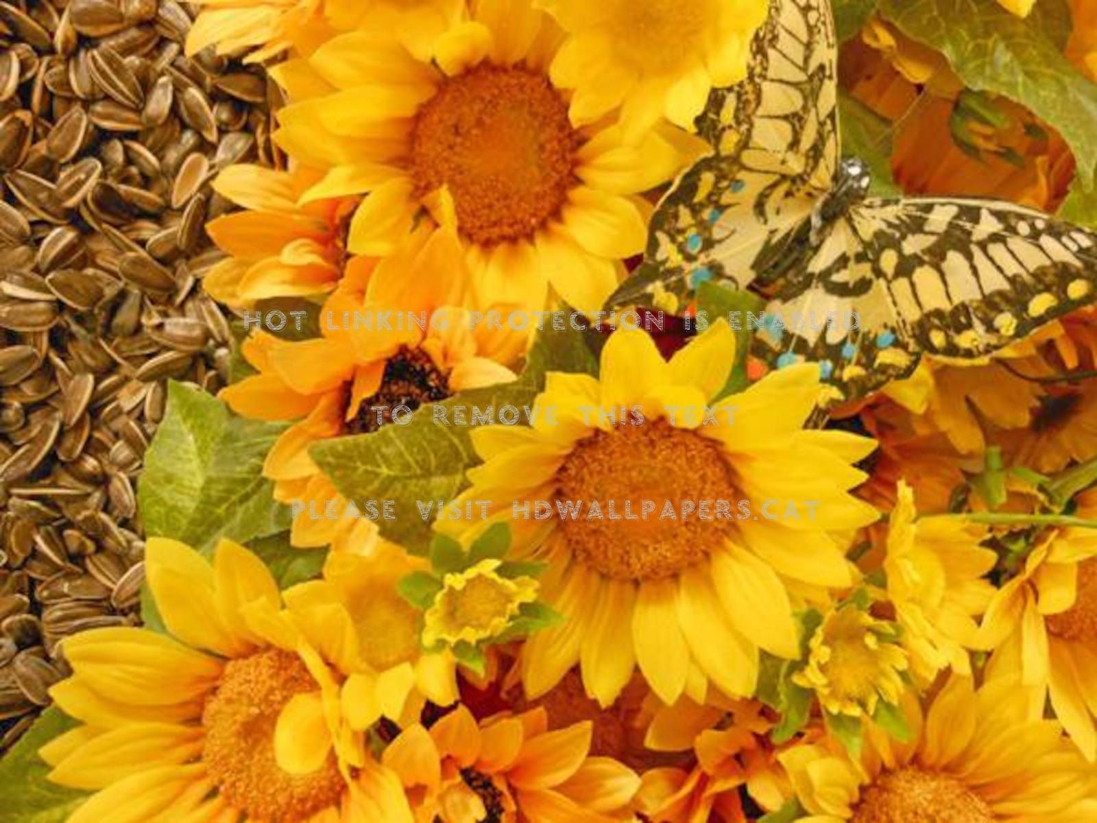 Girasoli con farfalla e ape, 1600x1200 HD Ready, Desktop