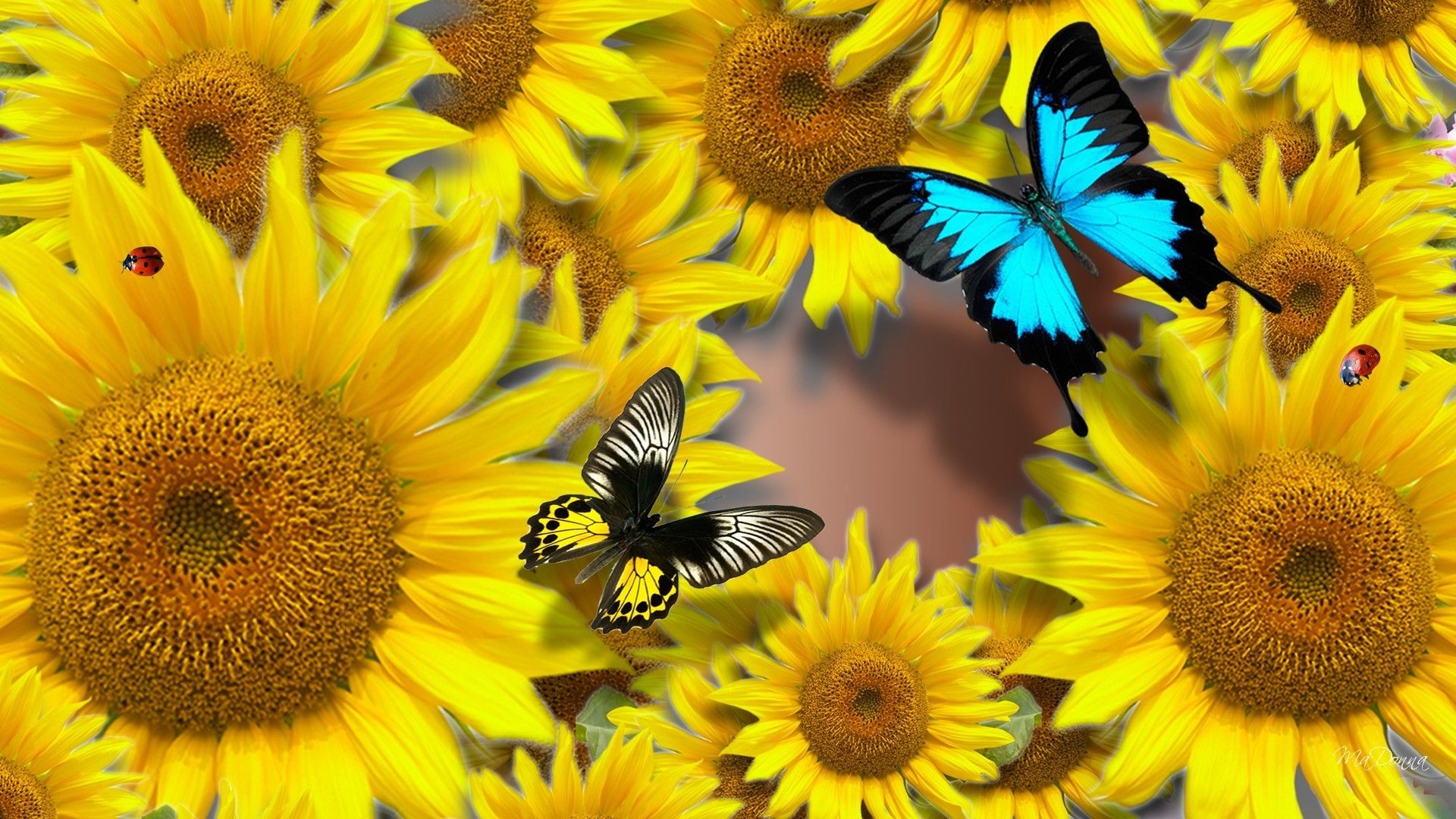Girasoli con farfalle blu e nere, 1920x1080 Full HD, PC Desktop