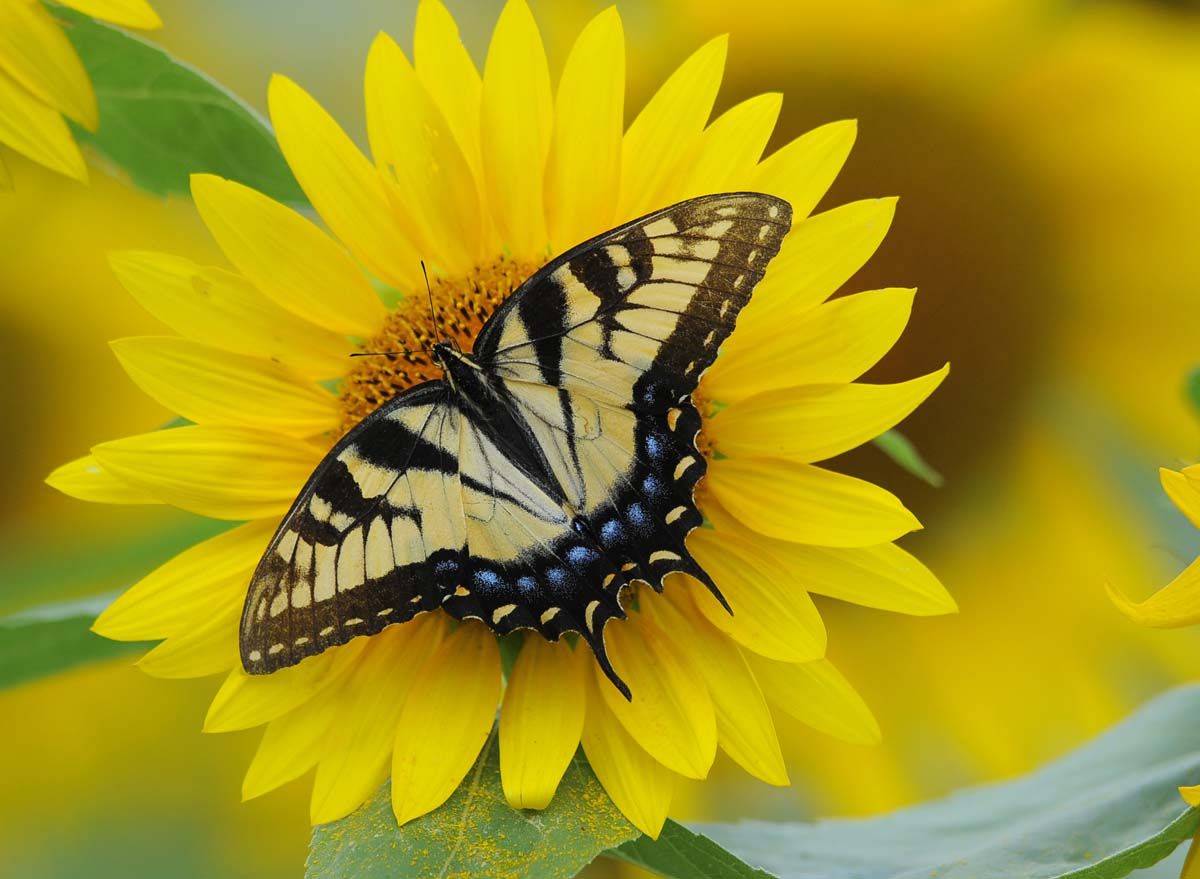 Farfalla gialla su girasole, 1200x879 HD, Desktop